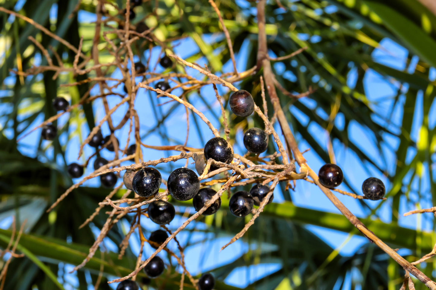 5 GREEN SAW PALMETTO Serenoa Repens American Dwarf Palm Tree Shrub Edible Fruit Sun or Shade Seeds