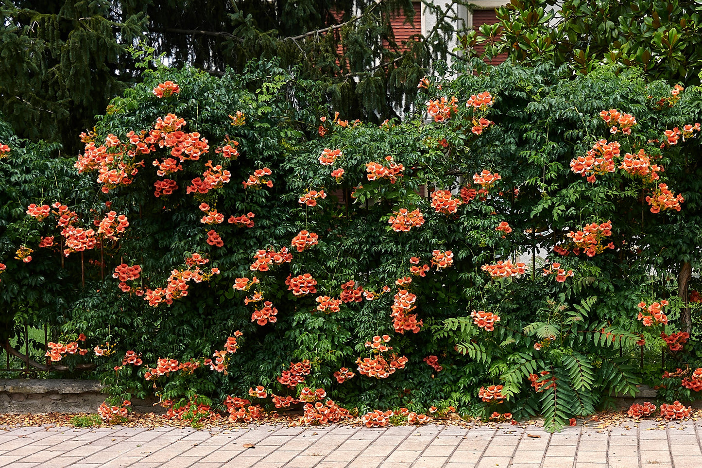 25 Orange HUMMINGBIRD TRUMPET CREEPER Campsis Radicans Vine Flower Seeds