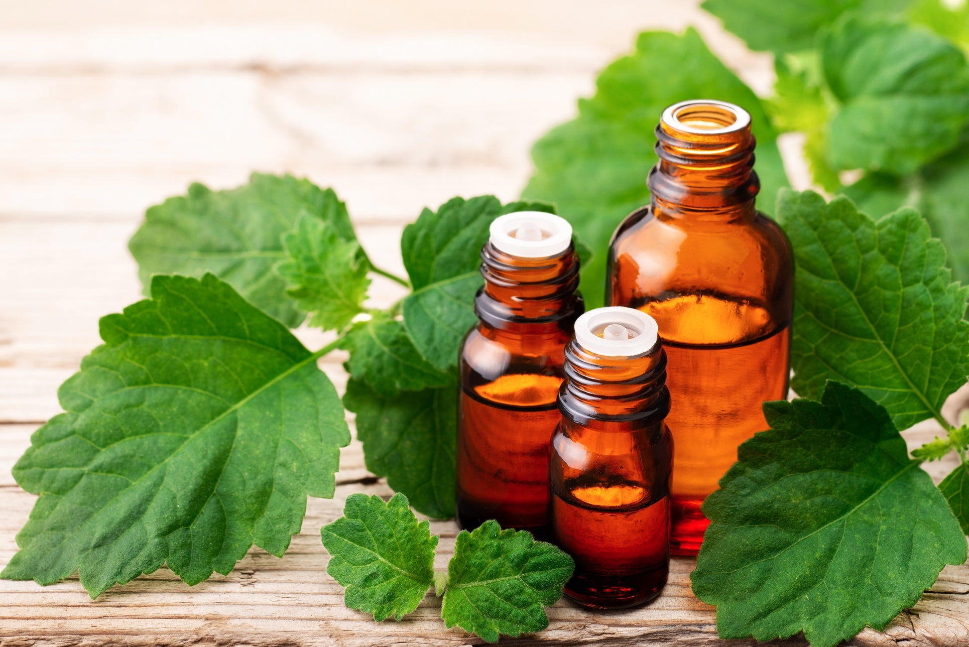 patchouli plant seeds for sale 5 TRUE PATCHOULI SHRUB Fragrant Patchouly Pogostemon Cablin Herb Seeds