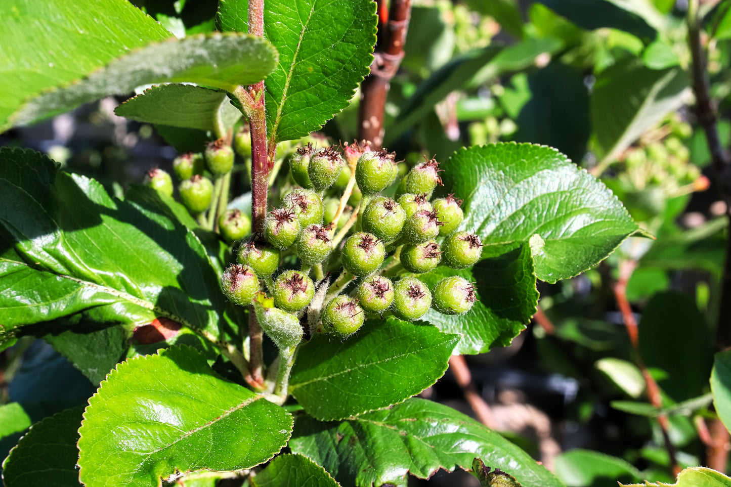 30 PURPLE CHOKEBERRY Aronia Prunifolia White Flower Fruit Shrub Seeds