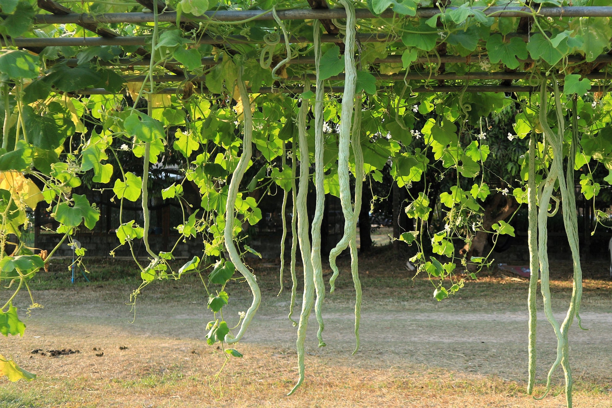 snake gourd planting 10 SNAKE GOURD Multicolored Craft Gourd Lagenaria Siceraria Vine Seeds – Seedville USA