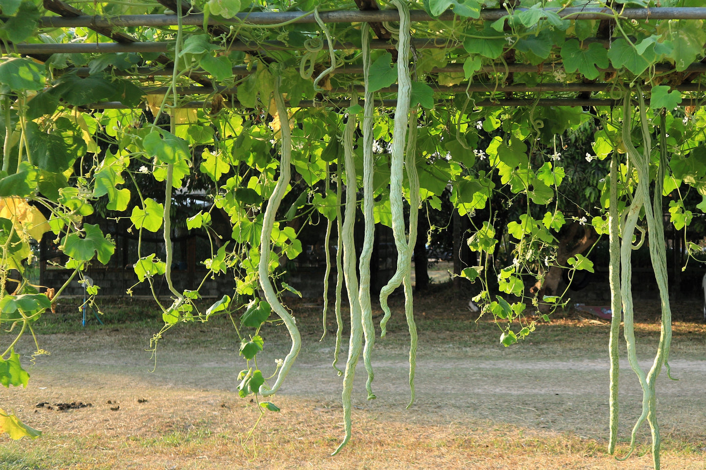 10 SNAKE GOURD Multicolored Craft Gourd Lagenaria Siceraria Vine Seeds