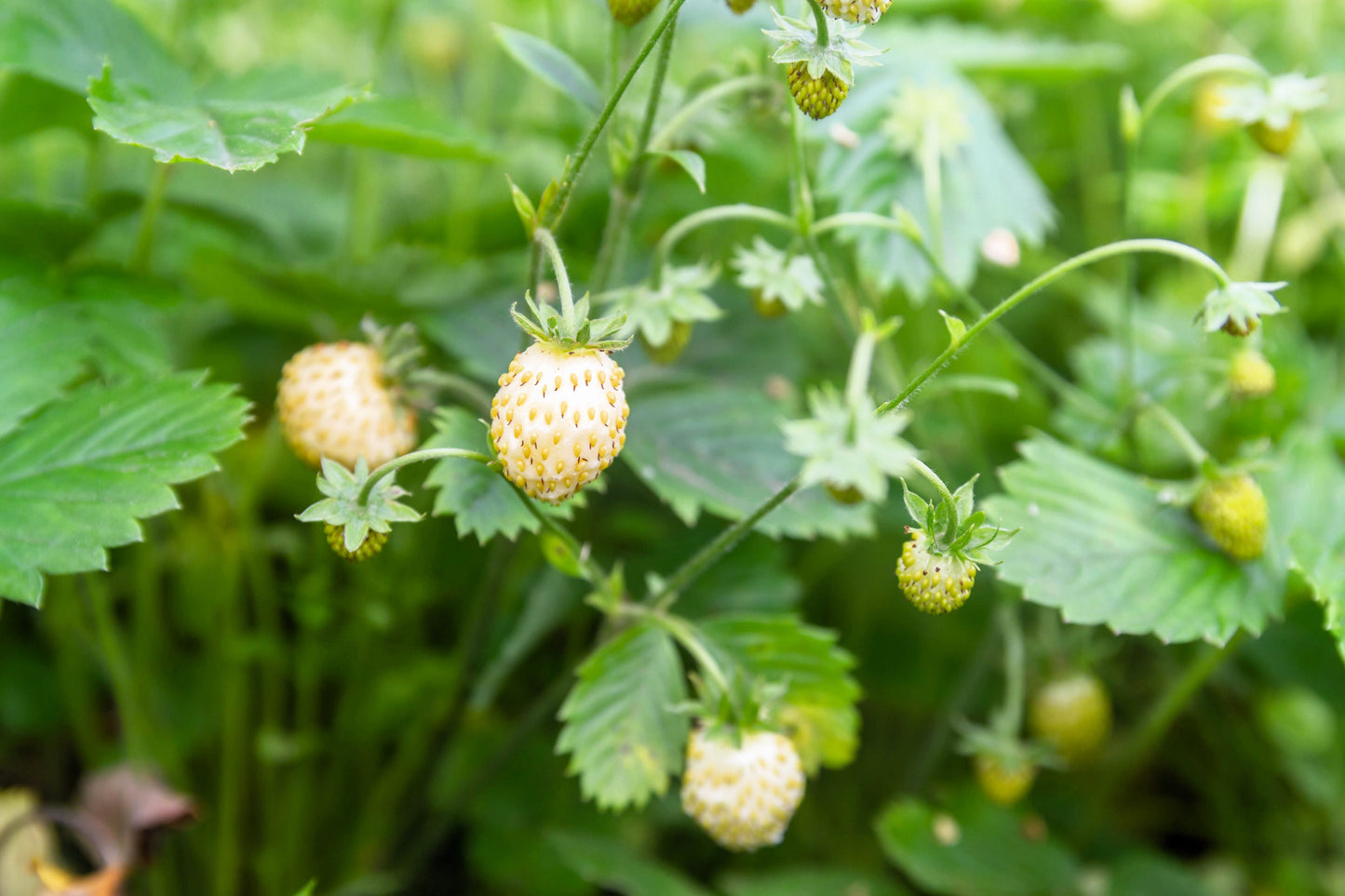 20 ' PINEAPPLE CRUSH ' STRAWBERRY Everbearing Fragaria Vesca Alpine White Yellow Berry Seeds