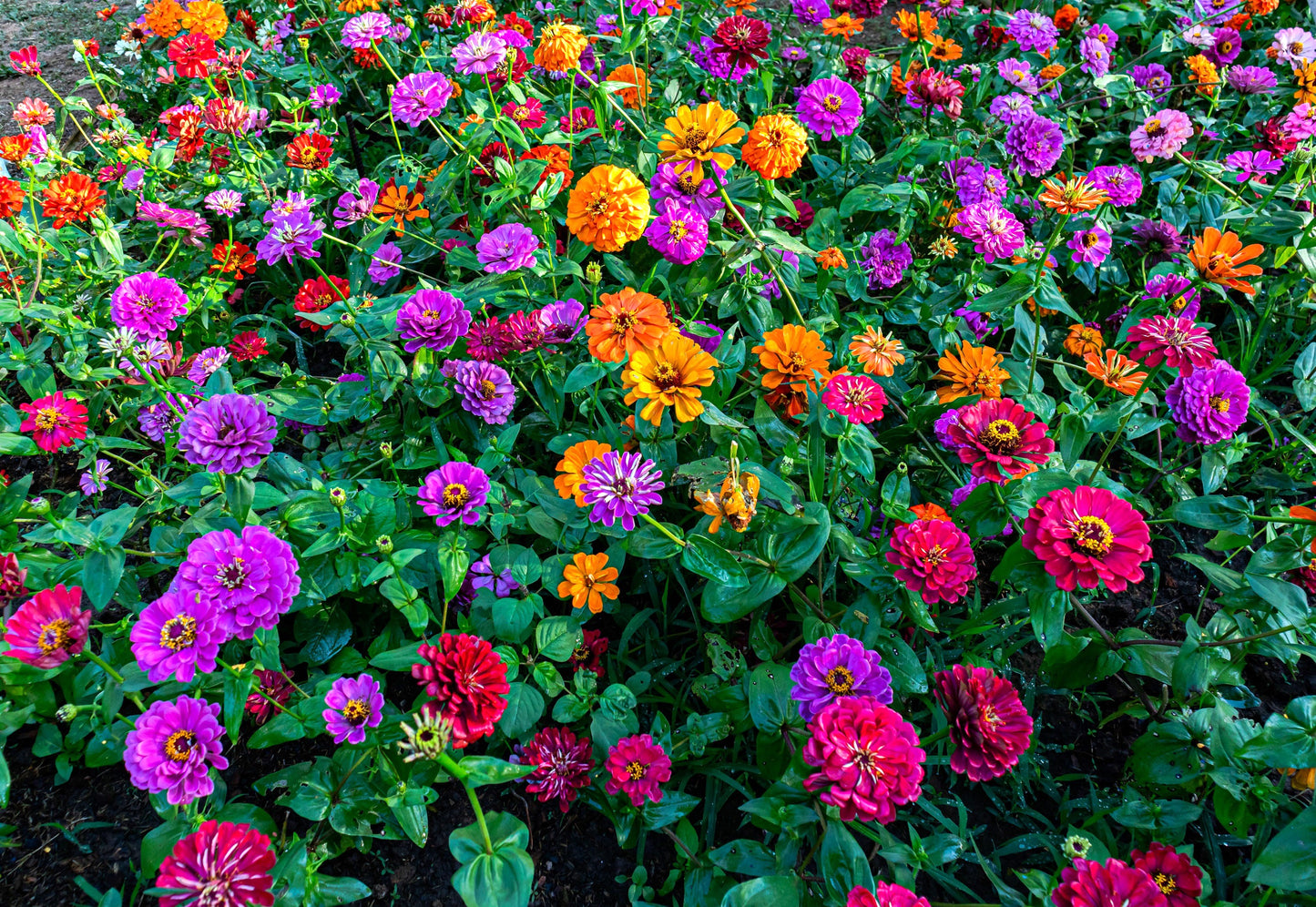 200 Mixed Colors ZINNIA POMPON Zinnia Elegans Flower Seeds