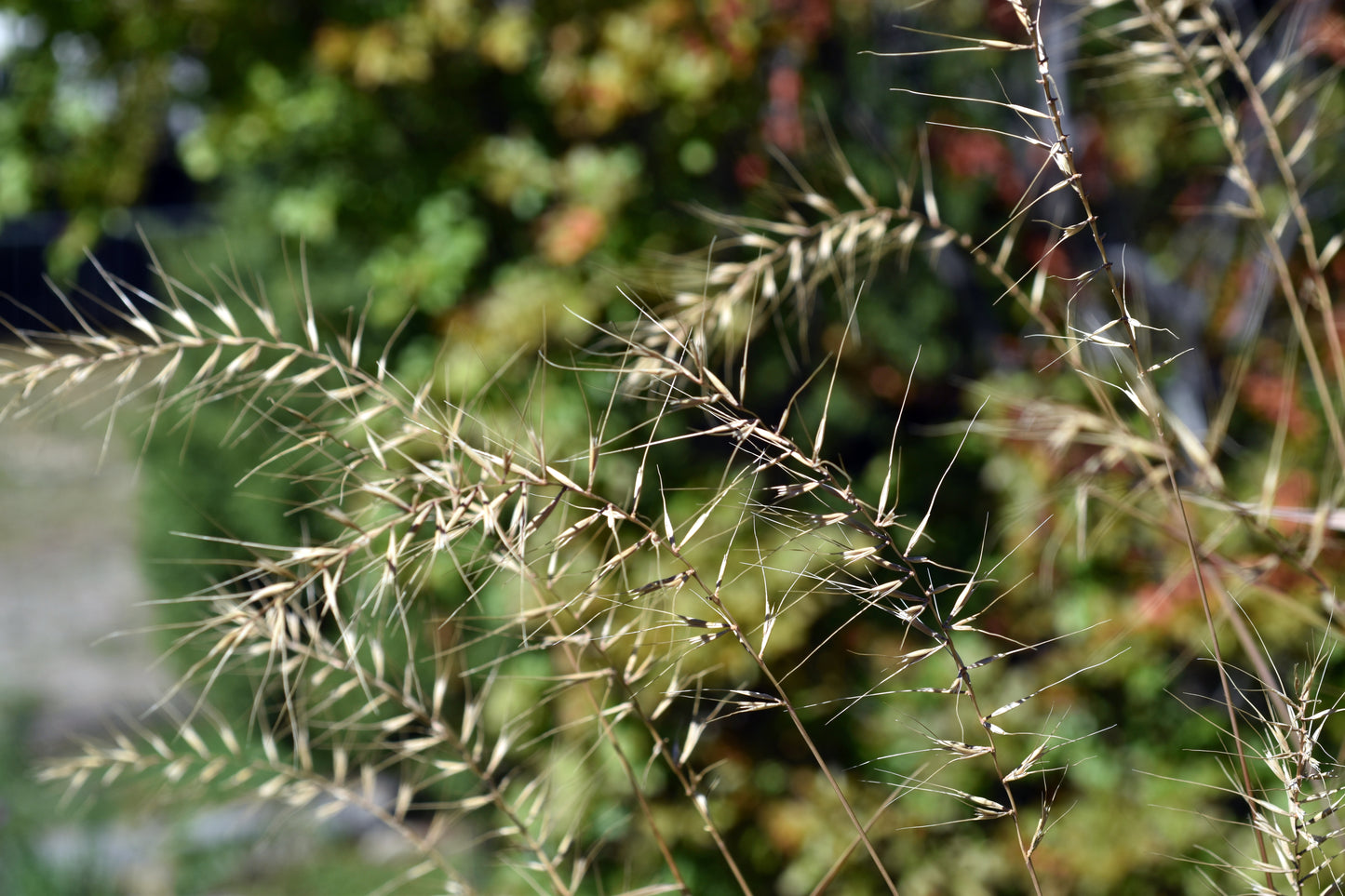 25 BOTTLEBRUSH GRASS Ornamental Shade Elymus Hystrix Patula Seeds