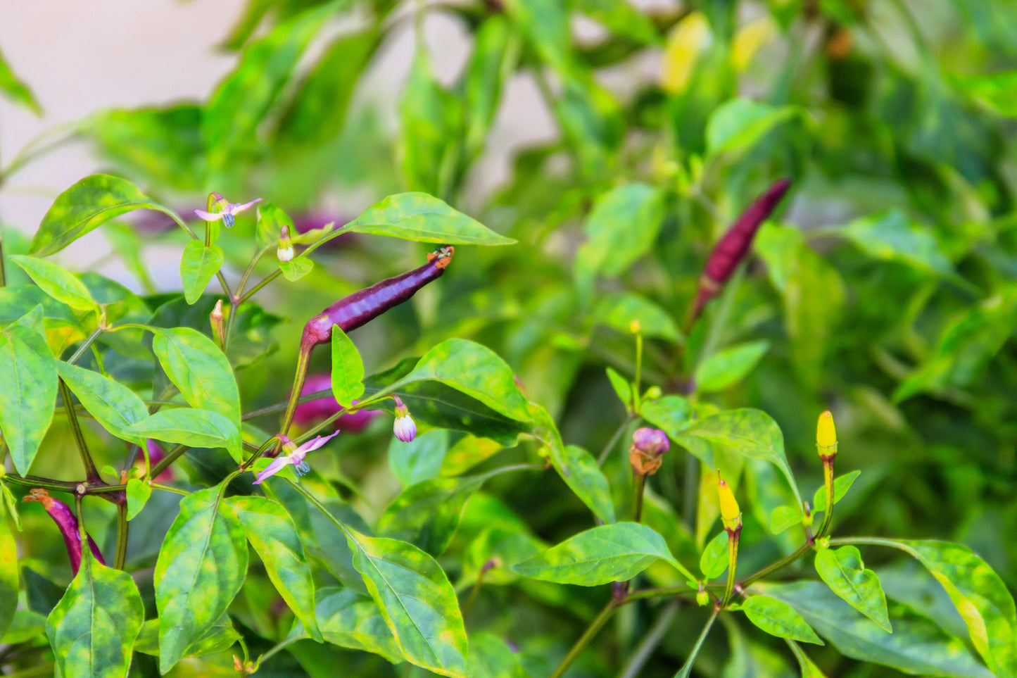 50 PURPLE CAYENNE PEPPER Capsicum Annuum Vegetable Seeds