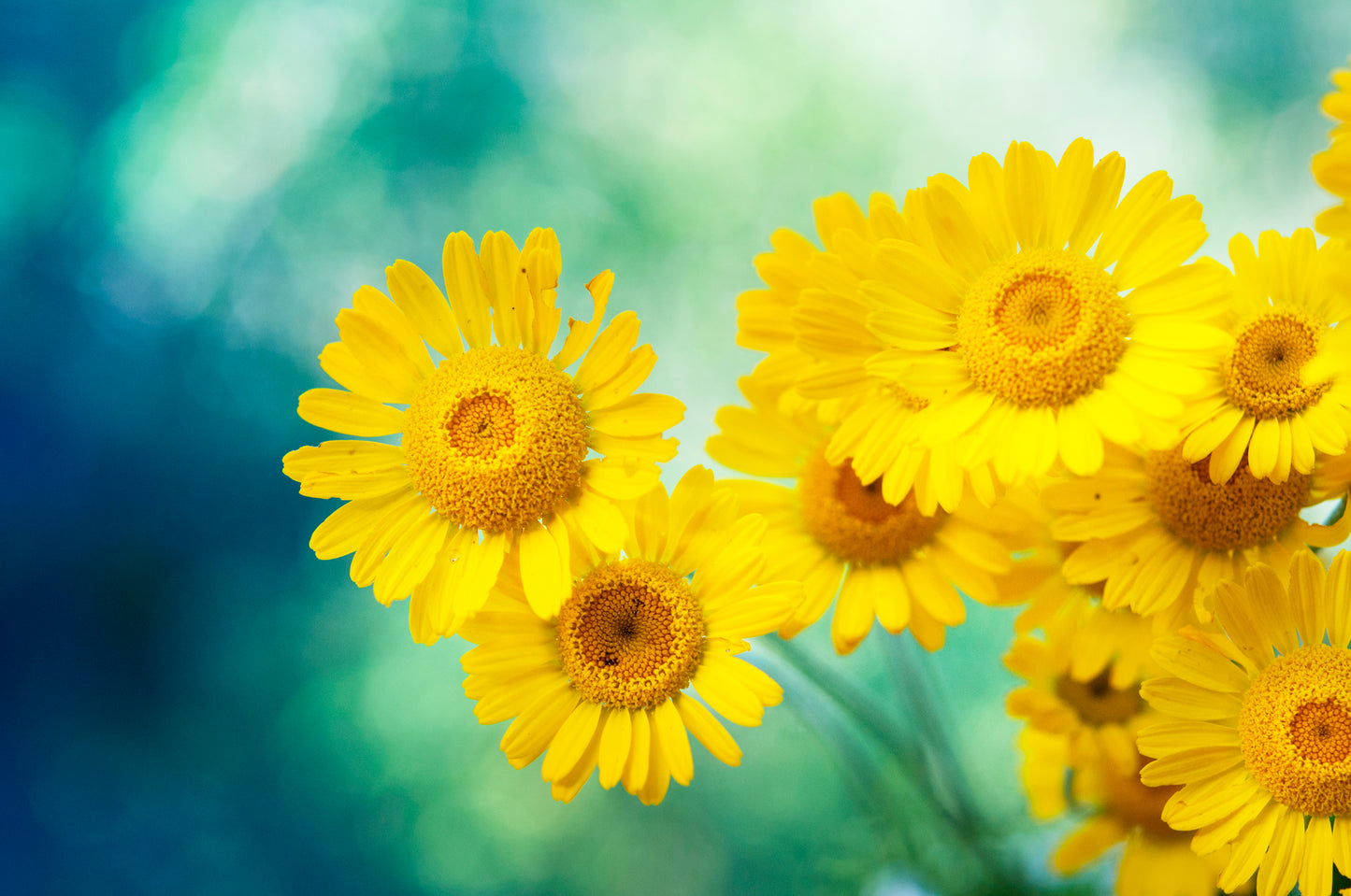 1000 DAHLBERG DAISY Thymophylla Tenuiloba Yellow Flower Seeds - aka Golden Fleece, Gold Carpet,  Shooting Star