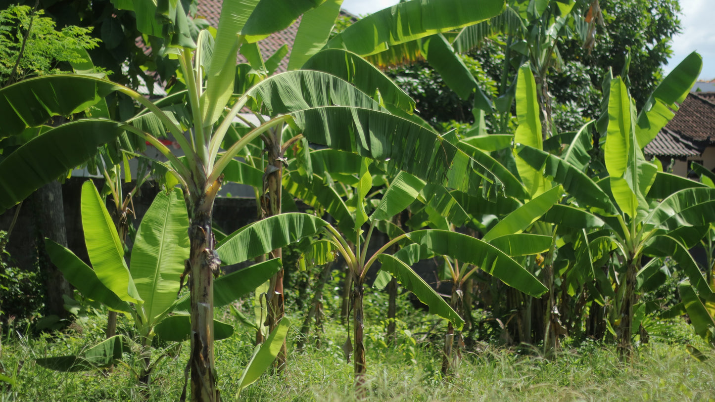 5 SNOW BANANA Musa Ensete Glaucum Nepalensis Hardy Tree Houseplant Seeds