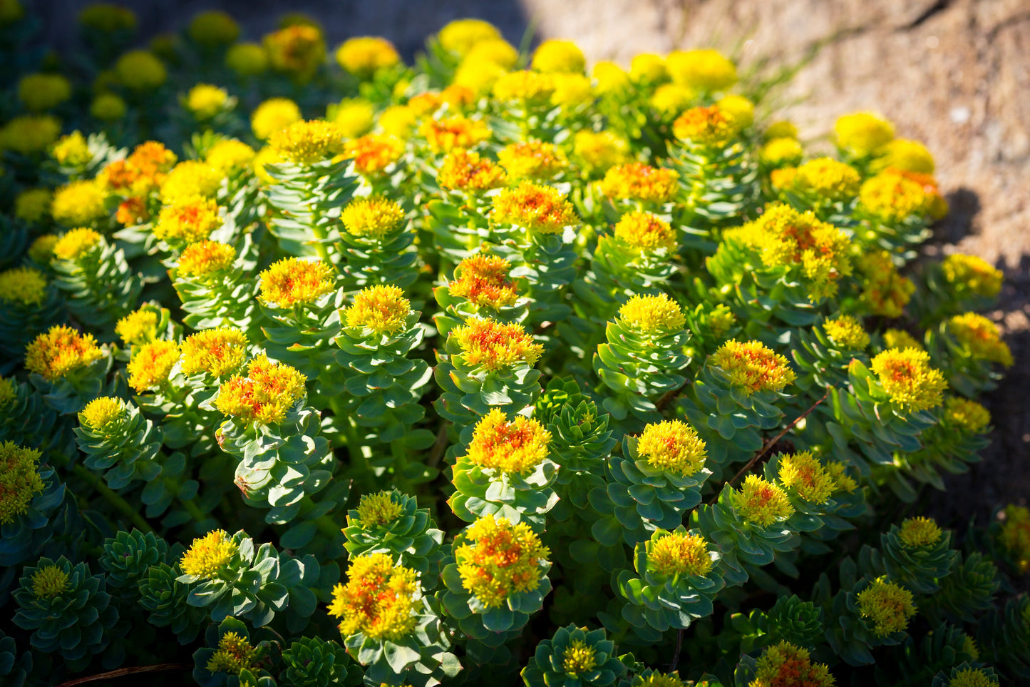 25 ROSEROOT STONECROP Golden Rose Root Sedum Rhodiola Rosea Yellow Suc –  Seedville USA