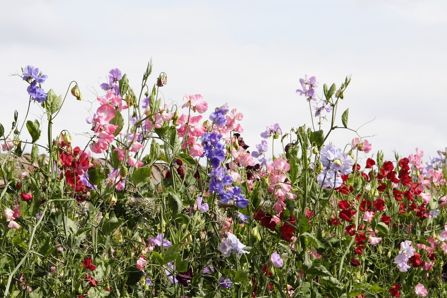 60 Mixed Colors SWEET PEA ROYAL Family Mix Lathyrus Odoratus Flower Vine Seeds