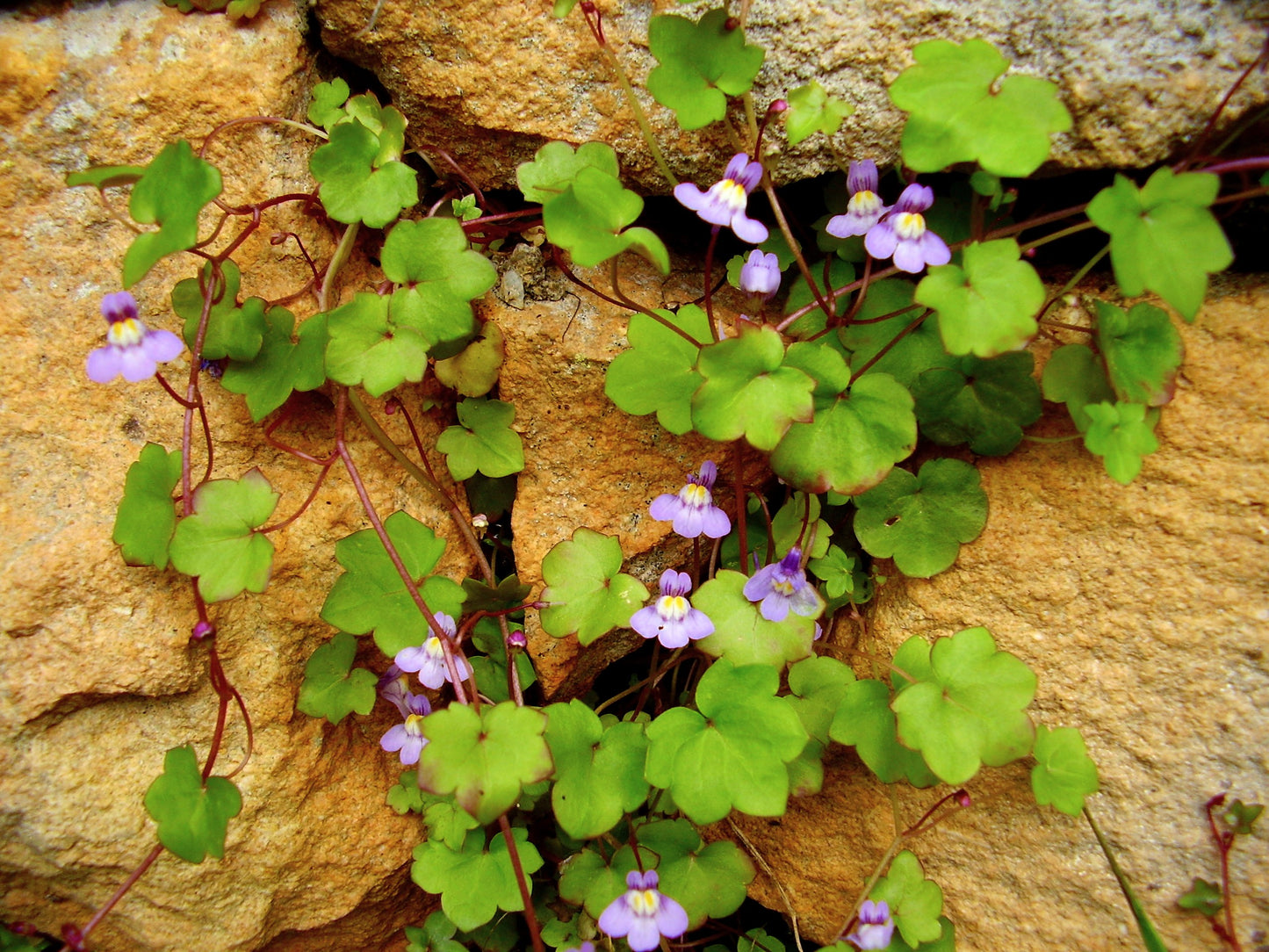 100 KENILWORTH IVY (Ivy-Leaved Toadflax) Cymbalaria Muralis Vine Flower Seeds