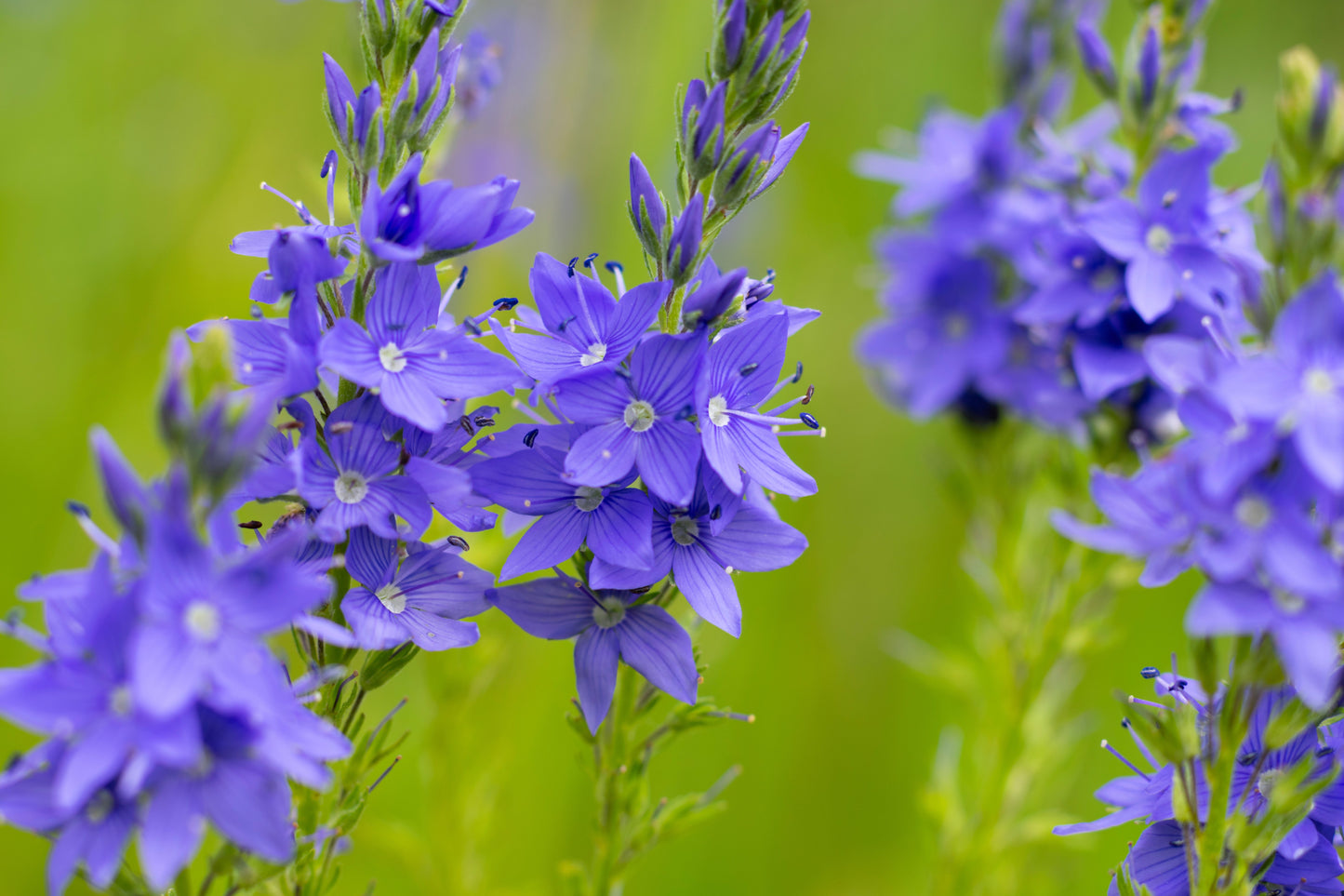 75 ROYAL BLUE SPEEDWELL Veronica Austriaca Teucrium Flower Seeds