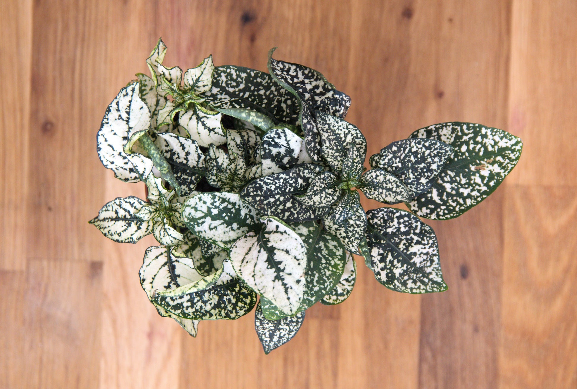 polka dot plant seeds for sale 10 Dwarf WHITE POLKA DOT PLANT Splash Select Hypoestes Phyllostachya Flower Houseplant Seeds