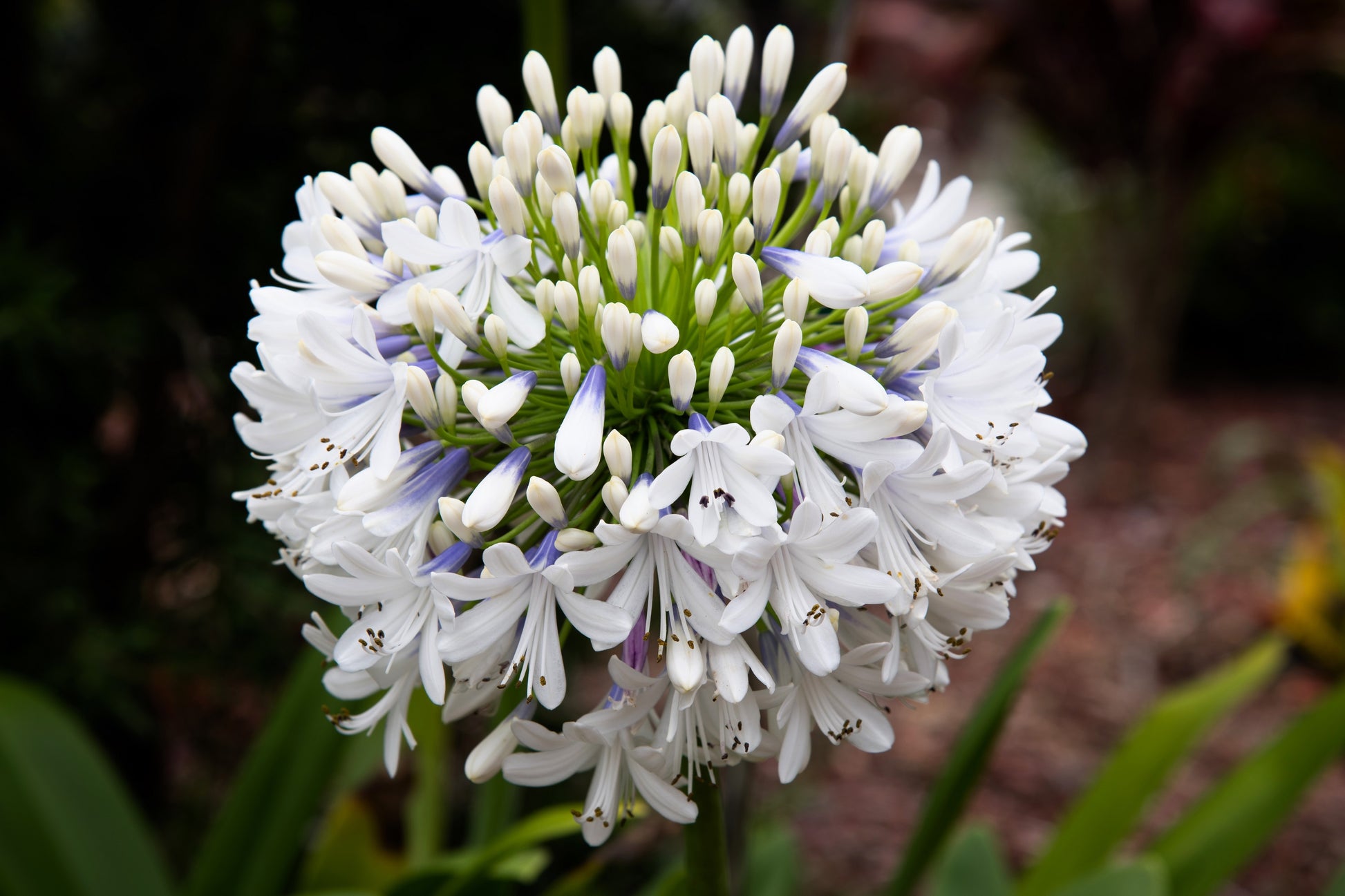 white african lily plant 25 WHITE LILY of the NILE Agapanthus Orientalis African Lily Flower Seeds