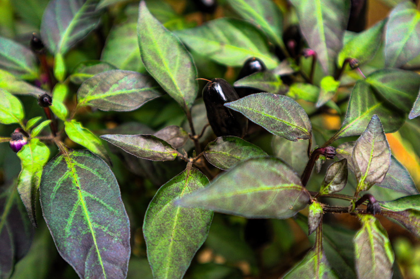 25 BLACK HUNGARIAN PEPPER Capsicum Annuum Mildly Hot Vegetable Seeds