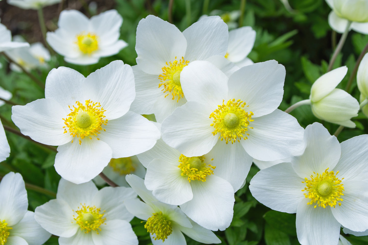 5 MADONNA ANEMONE Sylvestris White & Yellow Flower Seeds