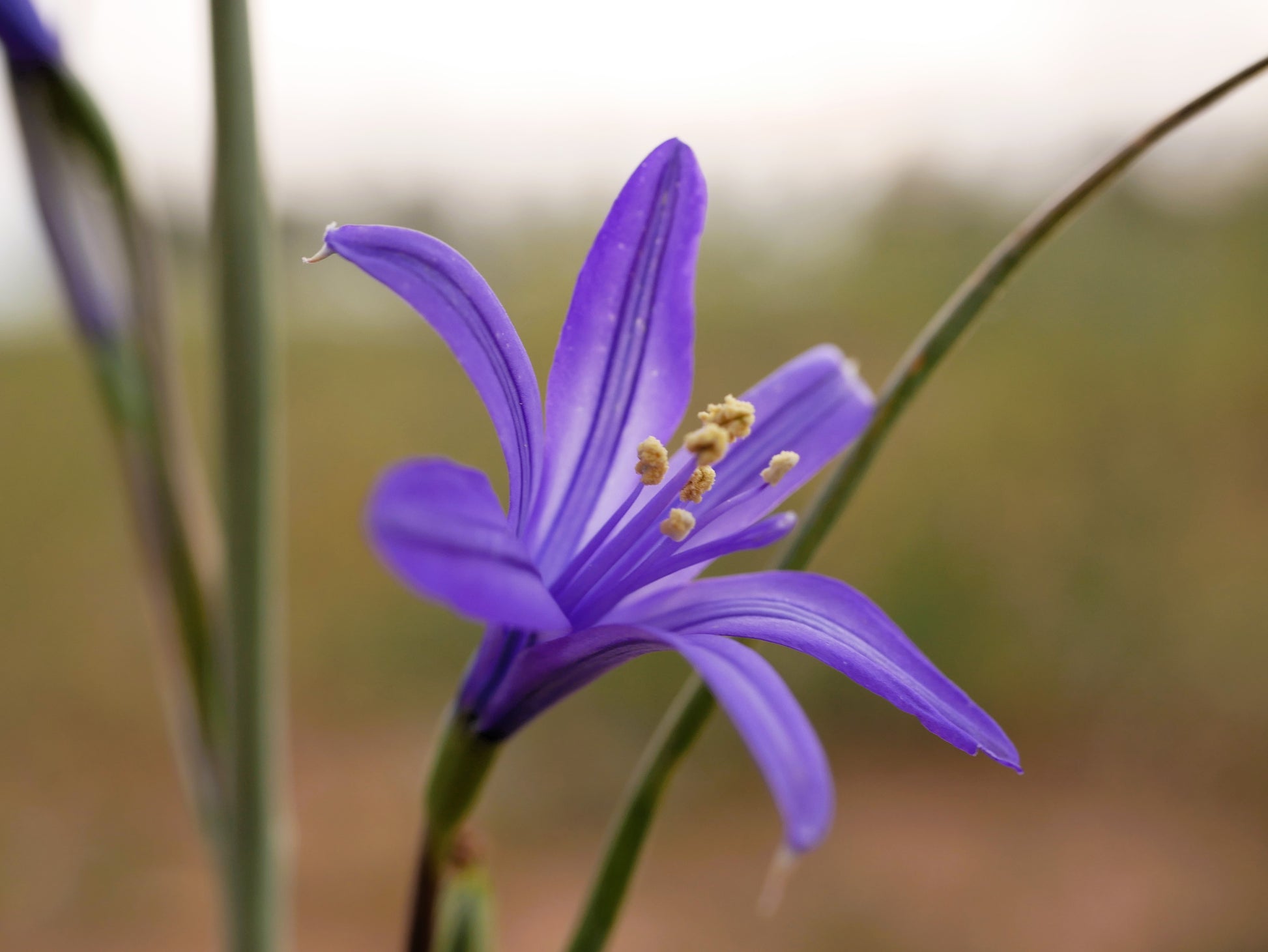 blue asiatic lilies 10 BLUE SIBERIAN LILY Mountain Ixia Altai Ixiolirion Tataricum Flower – Seedville USA