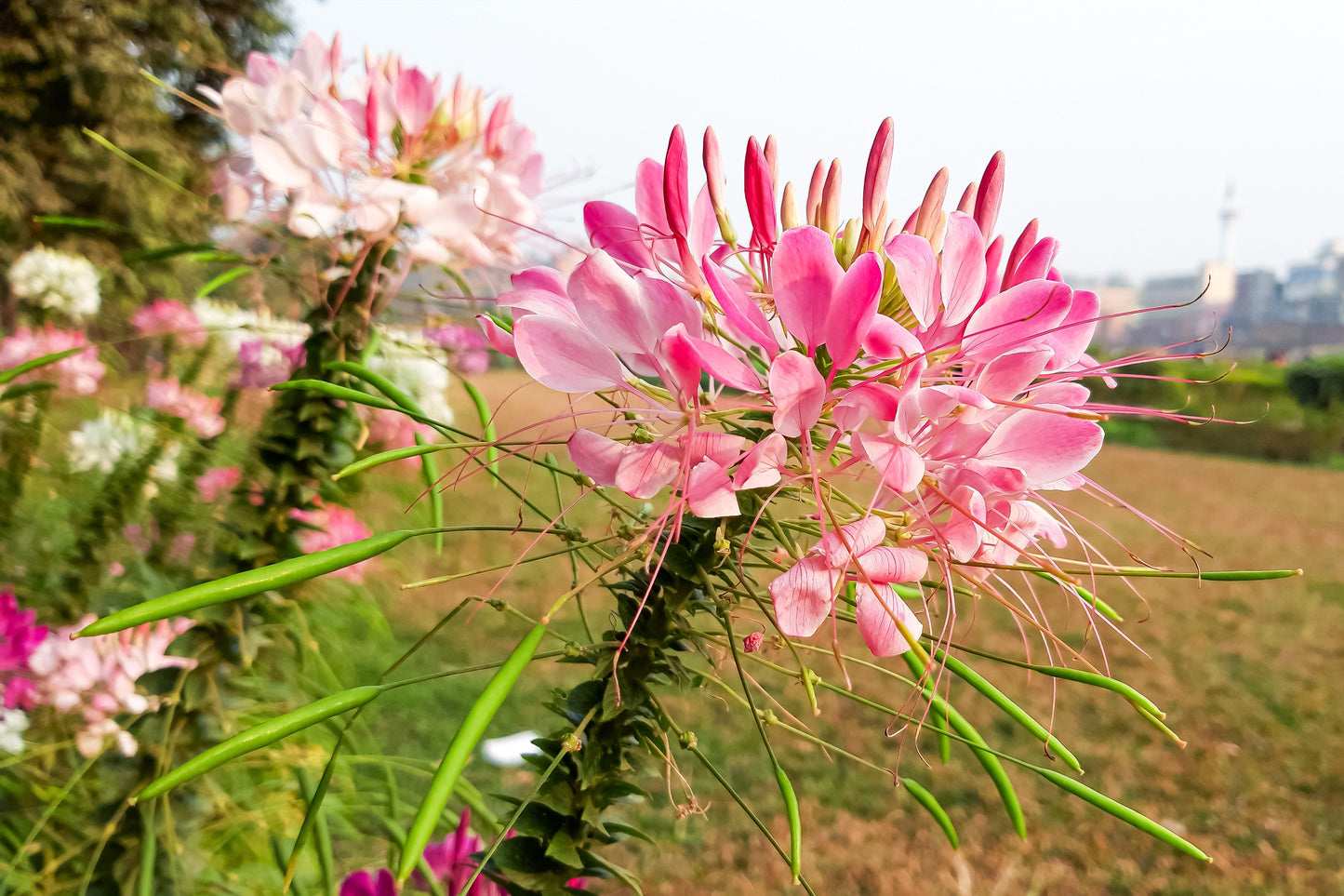 200 ROSE QUEEN CLEOME Hassleriana Spinosa Pink Spider Flower Seeds