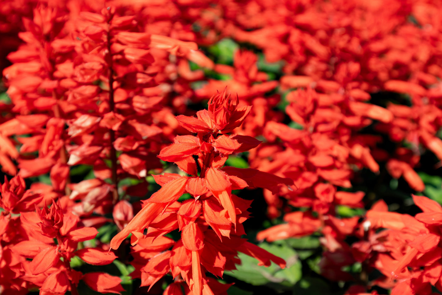 50 RED SALVIA Splendens St. John's Fire Scarlet Sage Flower Seeds