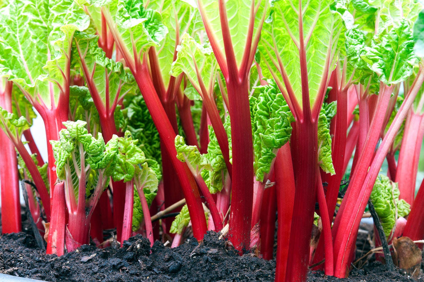 25 VICTORIA RHUBARB aka Pieplant Rheum Rhabarbarum Perennial Fruit Vegetable Seeds