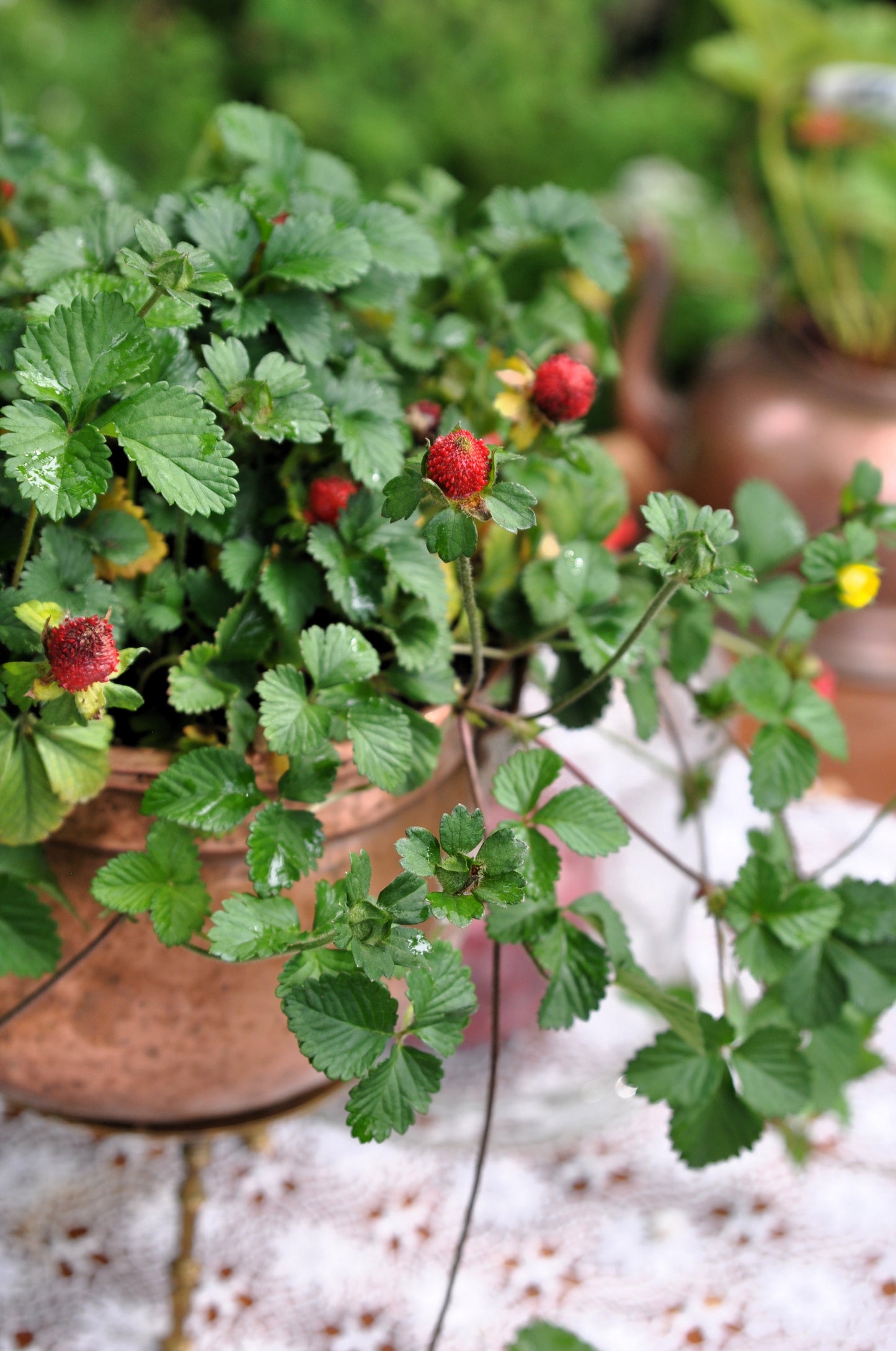 50 Edible Red MOCK STRAWBERRY Potentilla Indica Duchesnea Fruit Berry Seeds