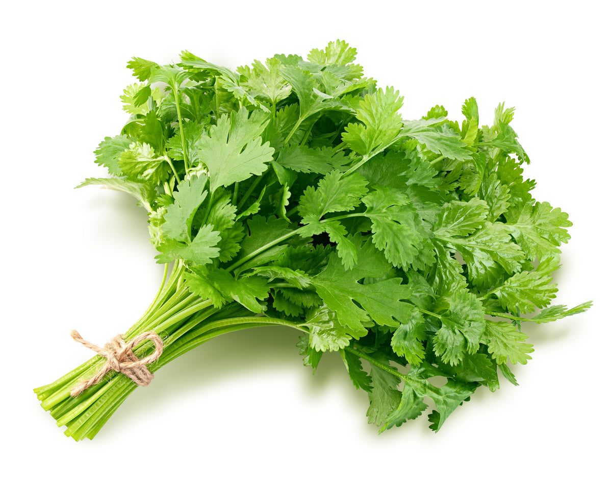 1000 CILANTRO / CORRIANDER / Chinese PARSLEY Coriandrum Sativum Herb Flower Seeds
