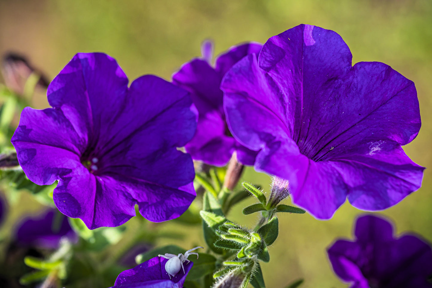 100 DWARF Alderman BLUE PETUNIA Nana Compacta Purple Flower Seeds