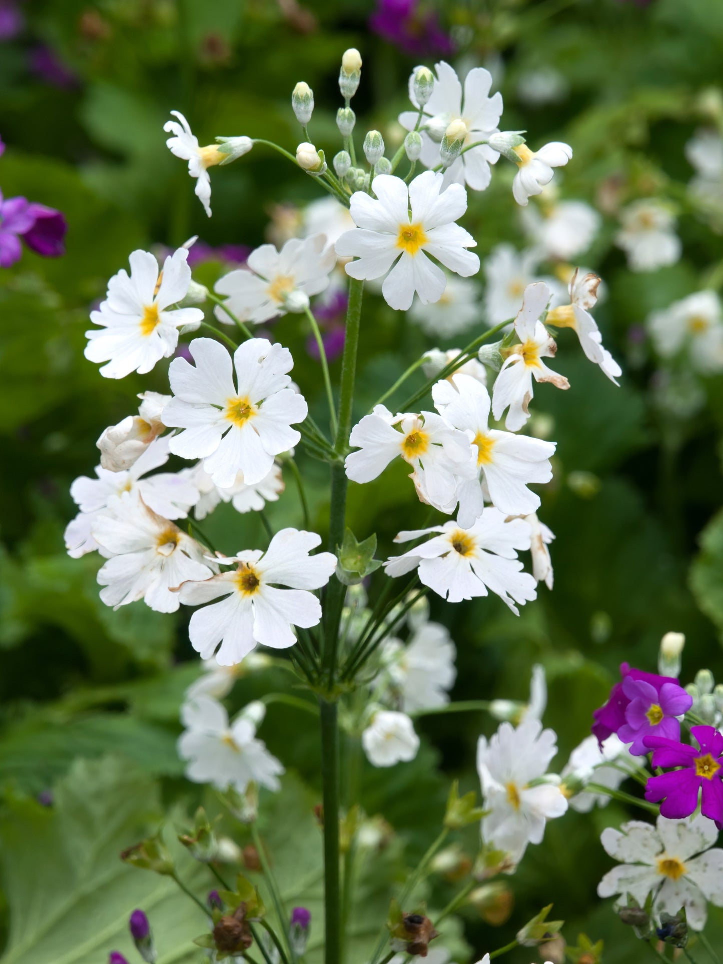 100 WHITE FAIRY PRIMROSE Primula Malacoides Baby Primrose Shade Houseplant Flower Seeds