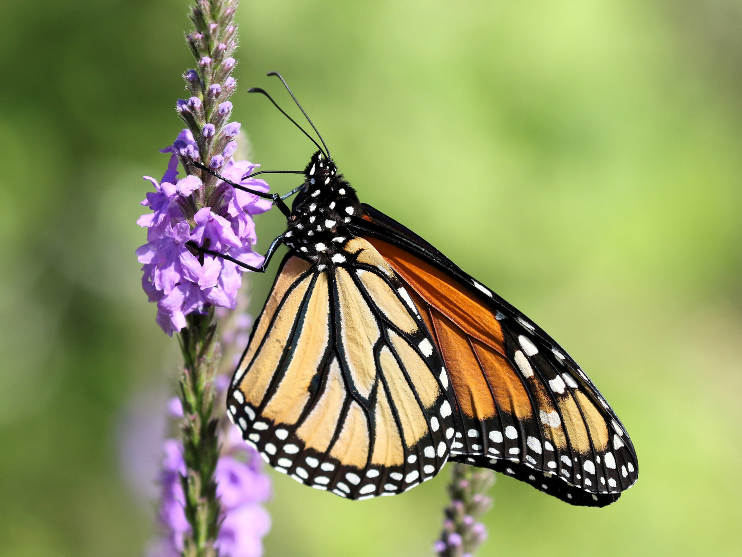500 Purple HOARY VERVAIN Verbena Stricta Flower Seeds