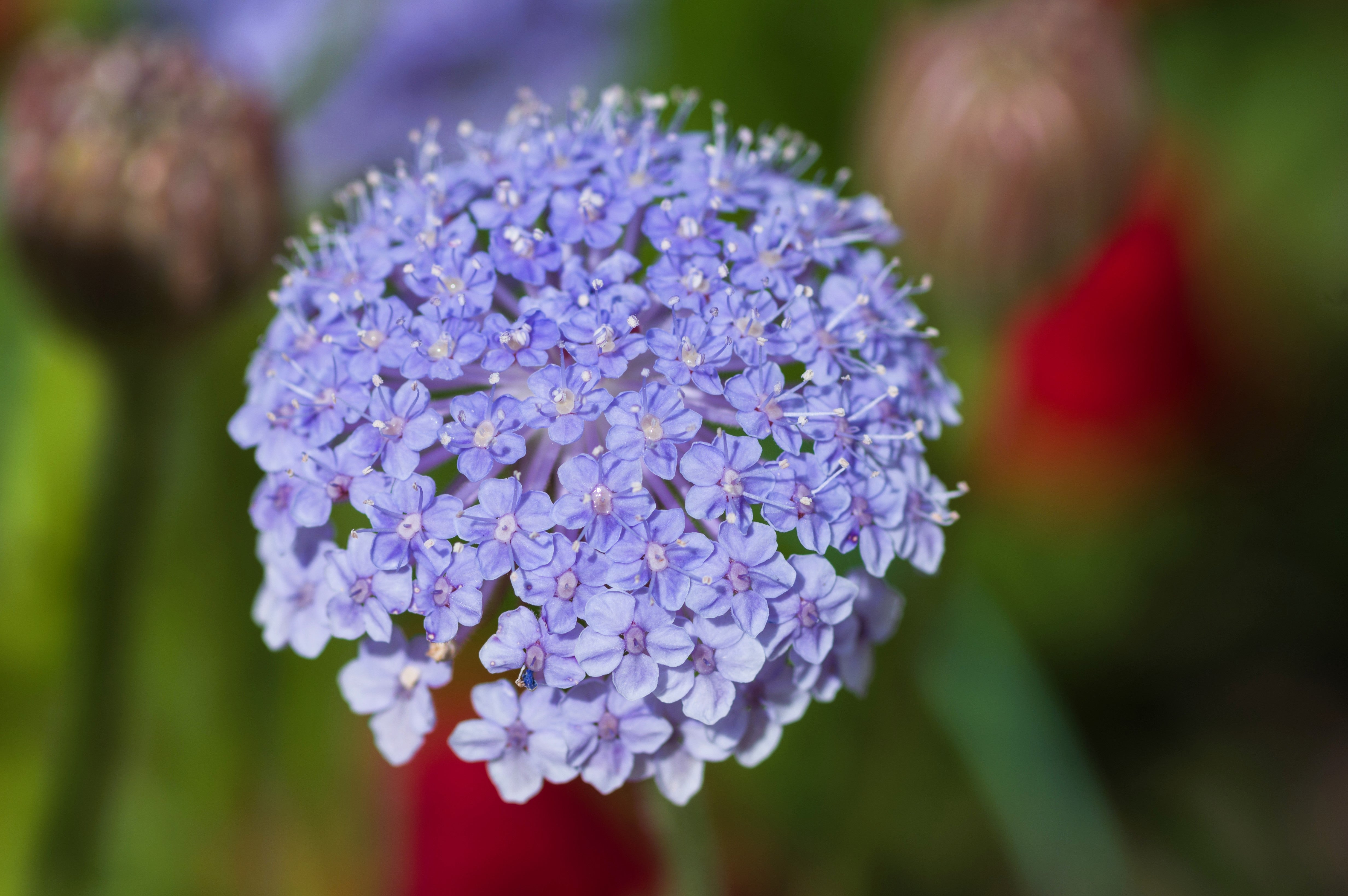 100 Organic BLUE LACE FLOWER aka Didiscus & Island Daisy