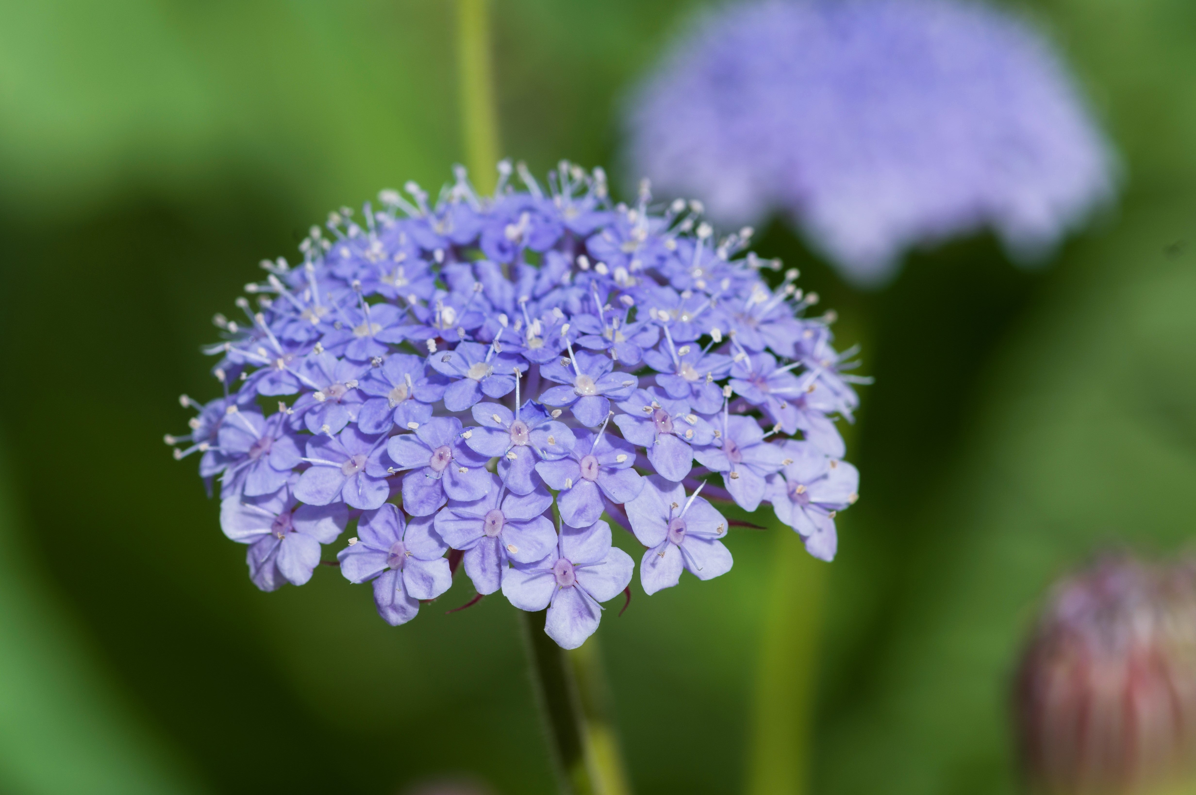 100 Organic BLUE LACE FLOWER aka Didiscus & Island Daisy