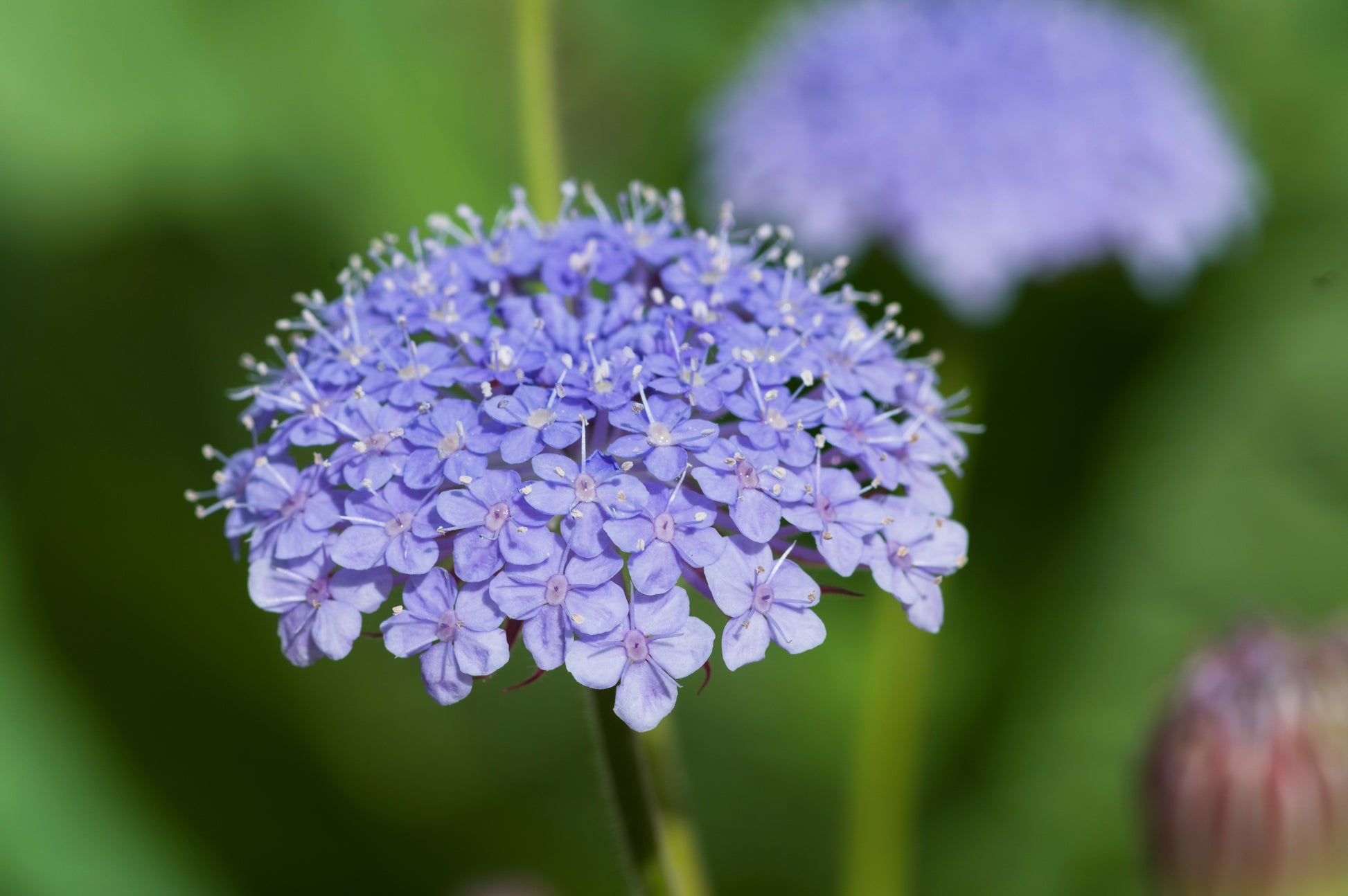 blue lace flower seeds 100 Organic BLUE LACE FLOWER aka Didiscus & Island Daisy Trachymene Co – Seedville USA