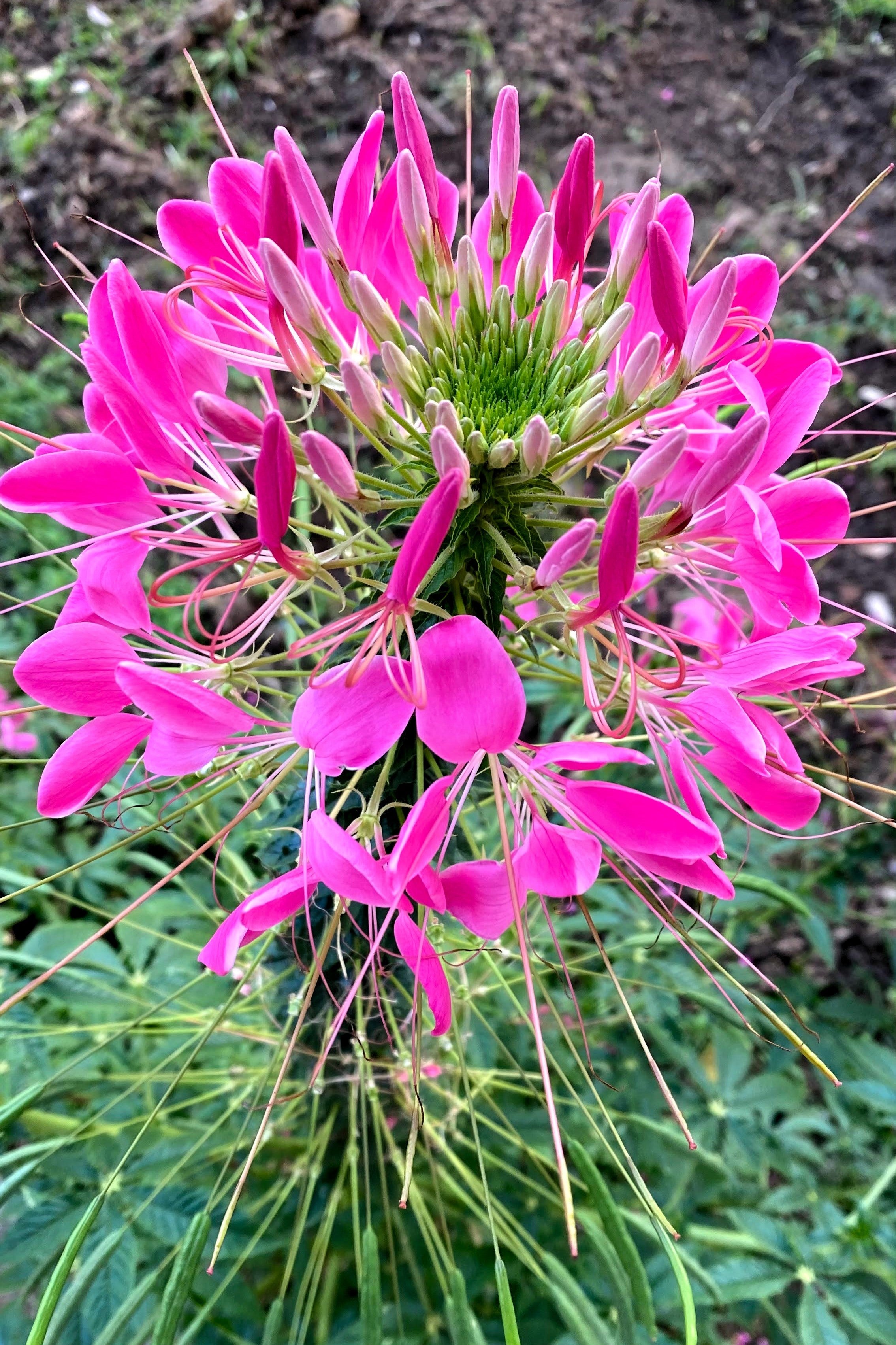 200 CHERRY QUEEN CLEOME Spinosa Hassleriana Carmine Rose Spider