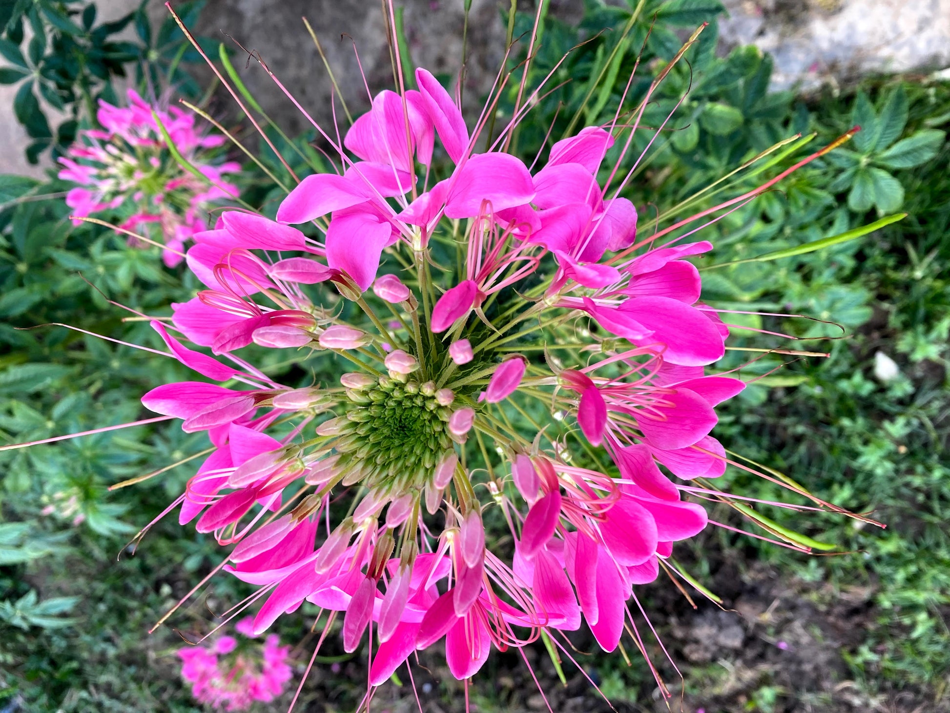 queen spider plant 200 MAUVE QUEEN CLEOME Spinosa Hassleriana Purple Pink Spider Flower S – Seedville USA