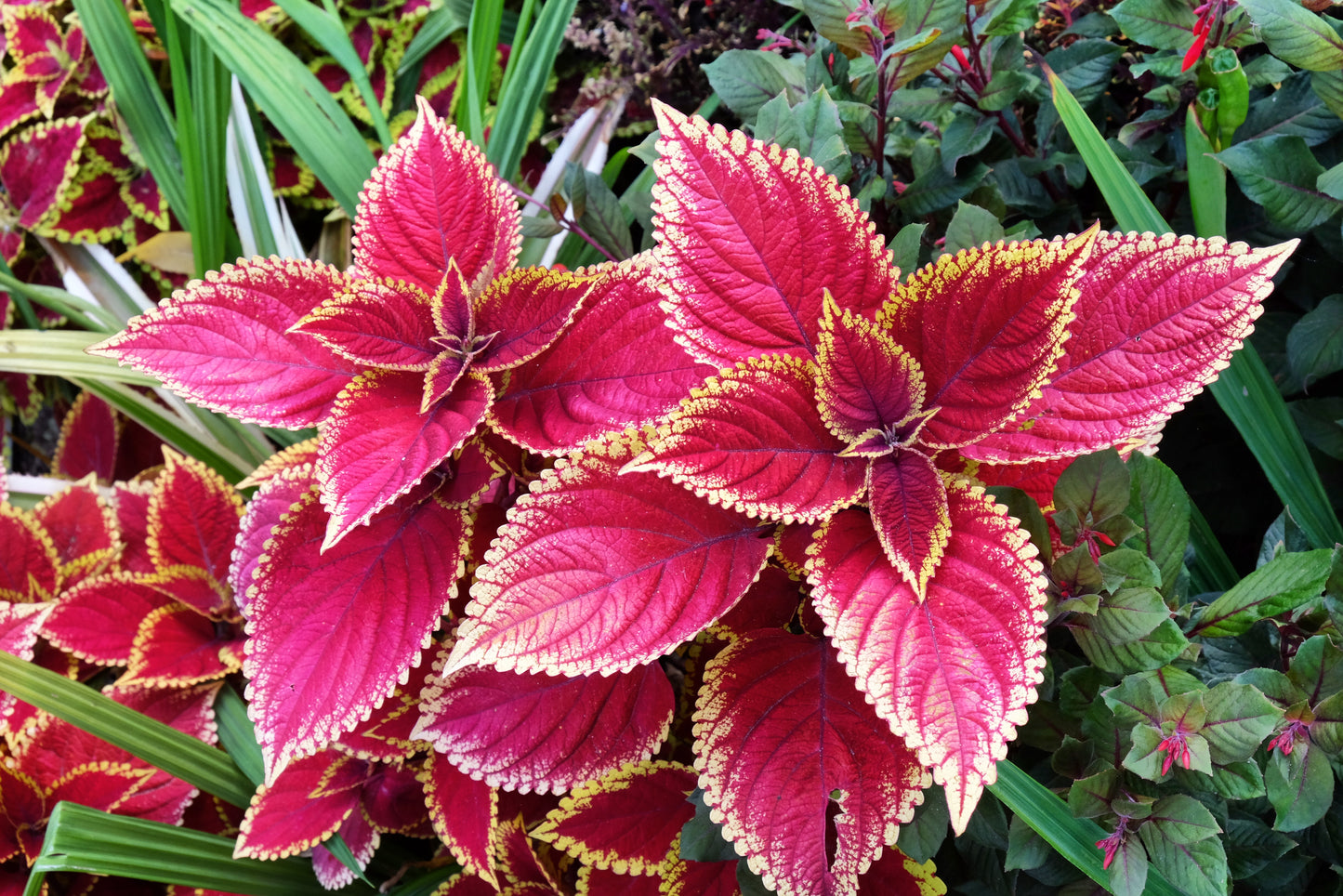100 Mixed Colors COLEUS RAINBOW MIX Shade Houseplant Solenostemon Flower Seeds