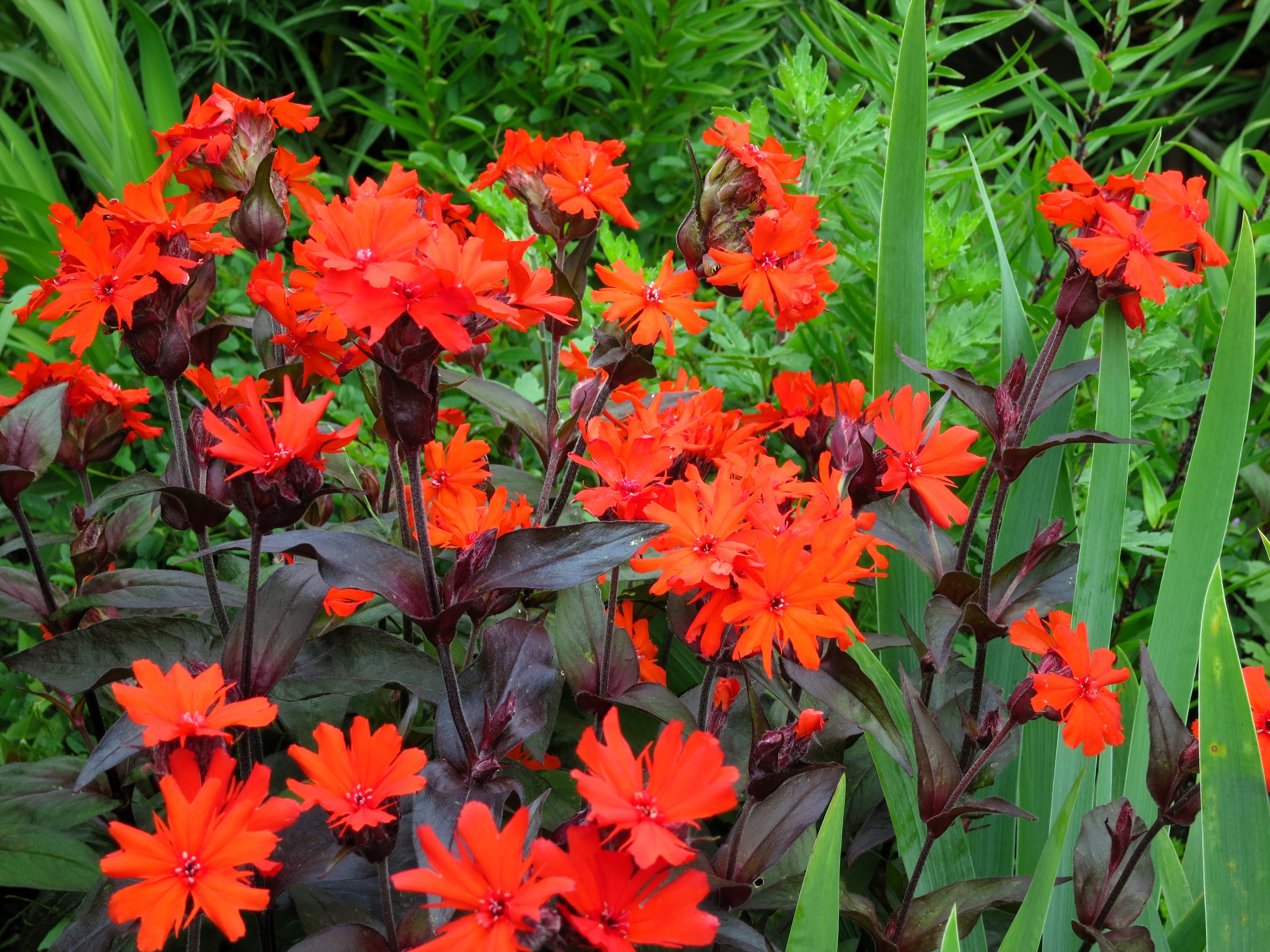 25 VESUVIUS CAMPION Red Orange Lychnis Arkwrightii Catchfly Flower