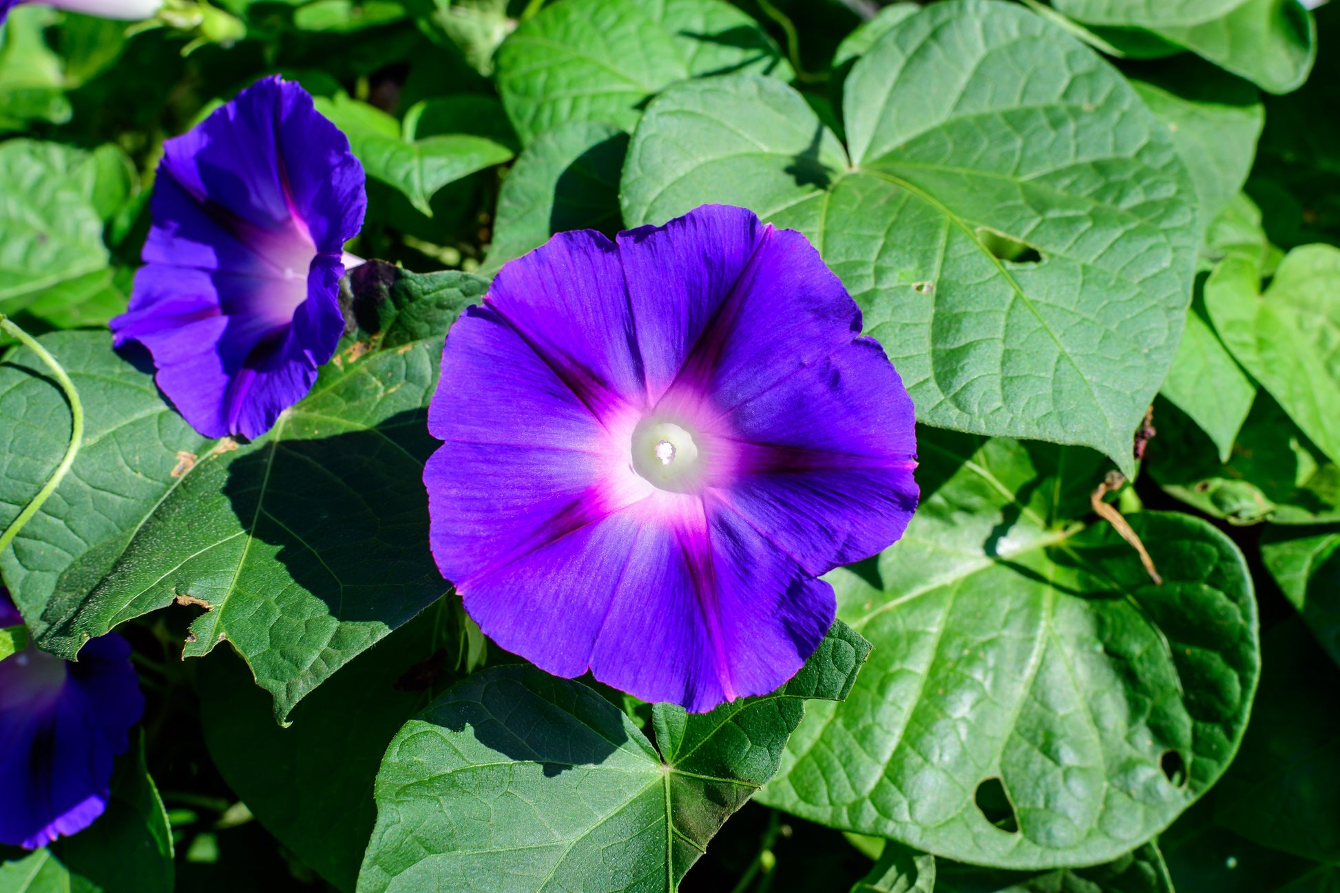 which morning glory seeds contain lsa 100 PURPLE MORNING GLORY Ipomoea Nil Flower Vine Seeds – Seedville USA