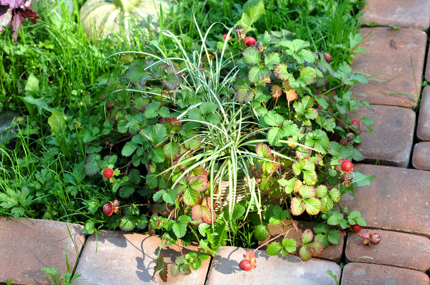 50 Edible Red MOCK STRAWBERRY Potentilla Indica Duchesnea Fruit Berry Seeds