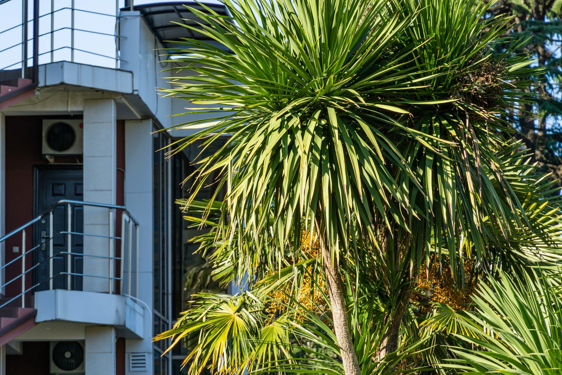 cabbage tree house plant 50 CABBAGE PALM / GIANT DRACAENA Australis Cordyline Tree Houseplant Seeds