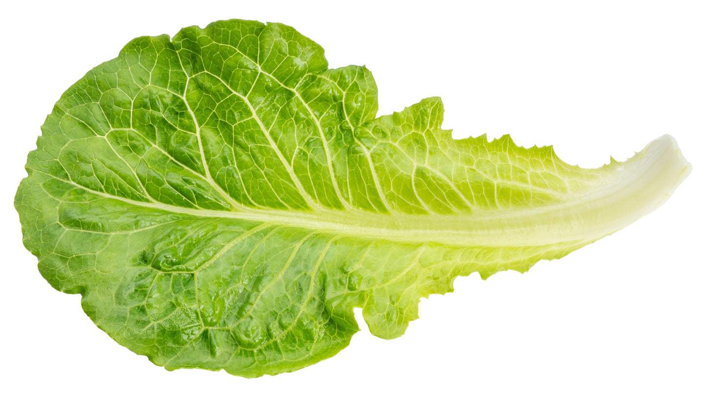 3000 LITTLE GEM LETTUCE Small Romaine Butterhead Lactuca Sativa Vegetable Seeds