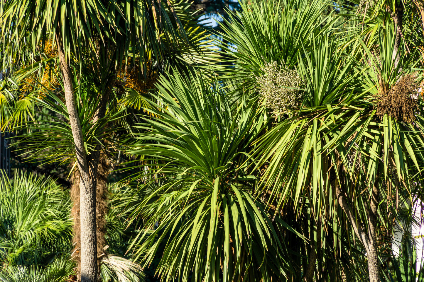 50 CABBAGE PALM / GIANT DRACAENA Australis Cordyline Tree Houseplant Seeds