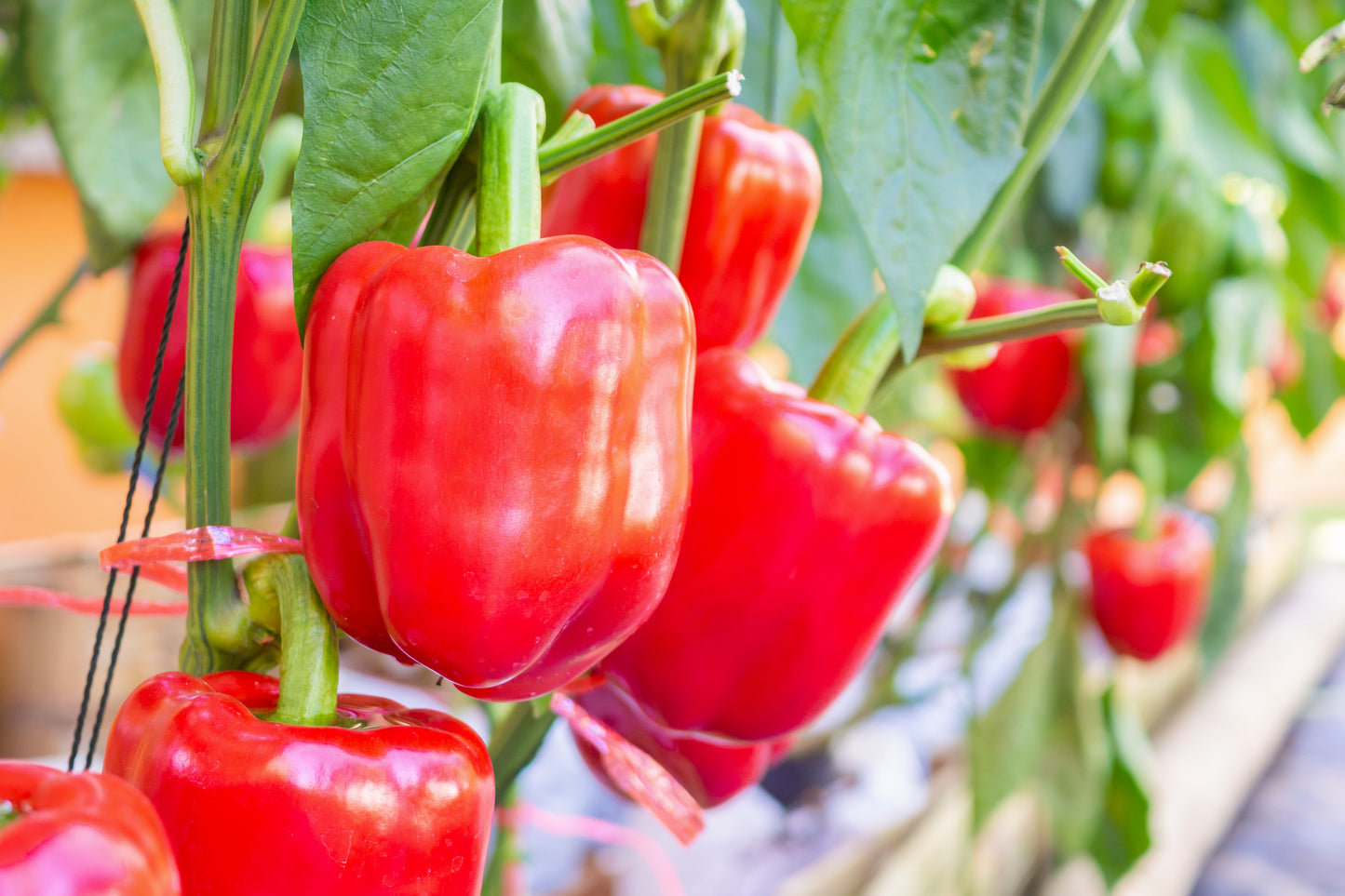 150 BIG RED Bell PEPPER Sweet Capsicum Annuum Vegetable Seeds