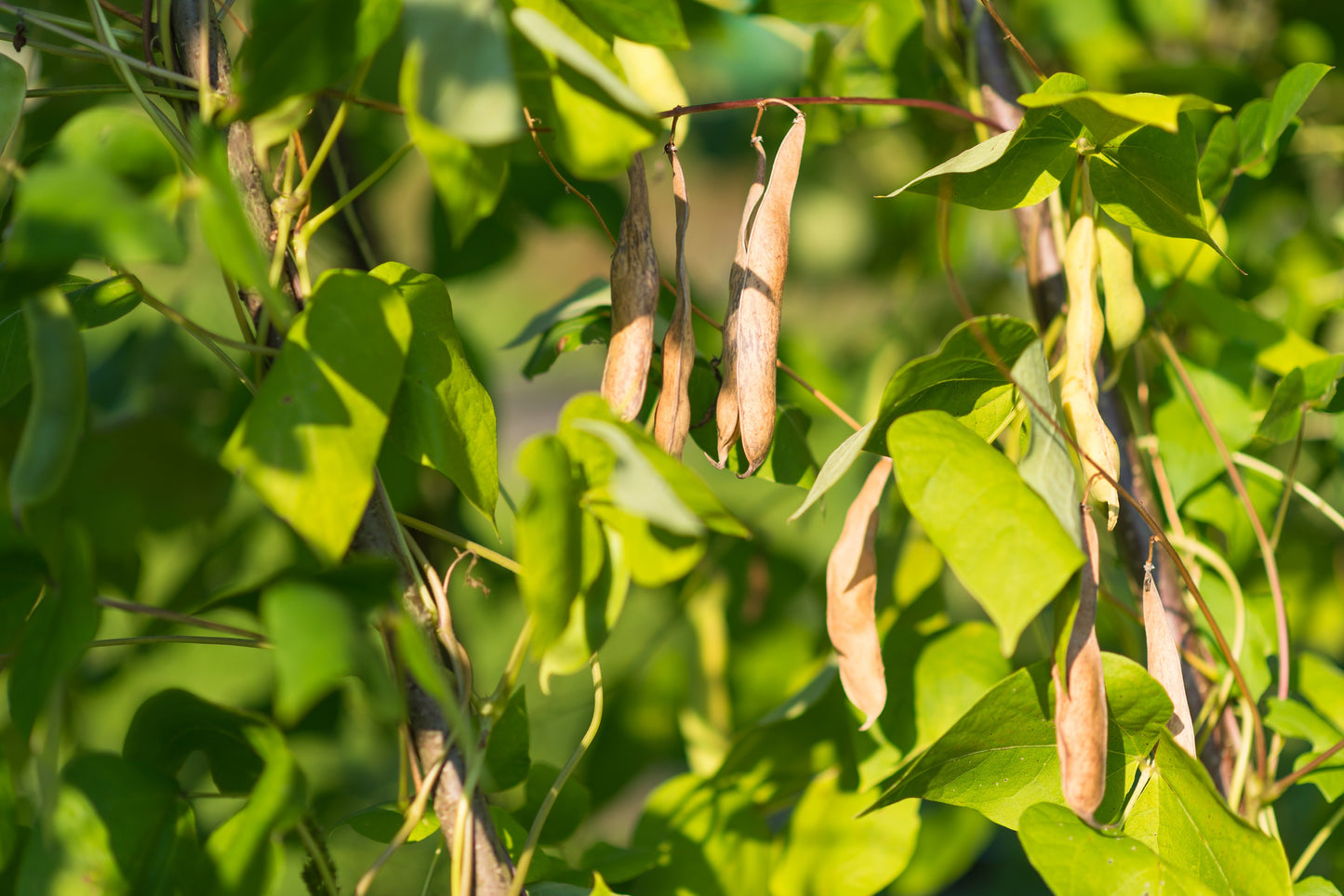 30 Red KIDNEY BEAN Phaseolus Vulgaris Vegetable Seeds