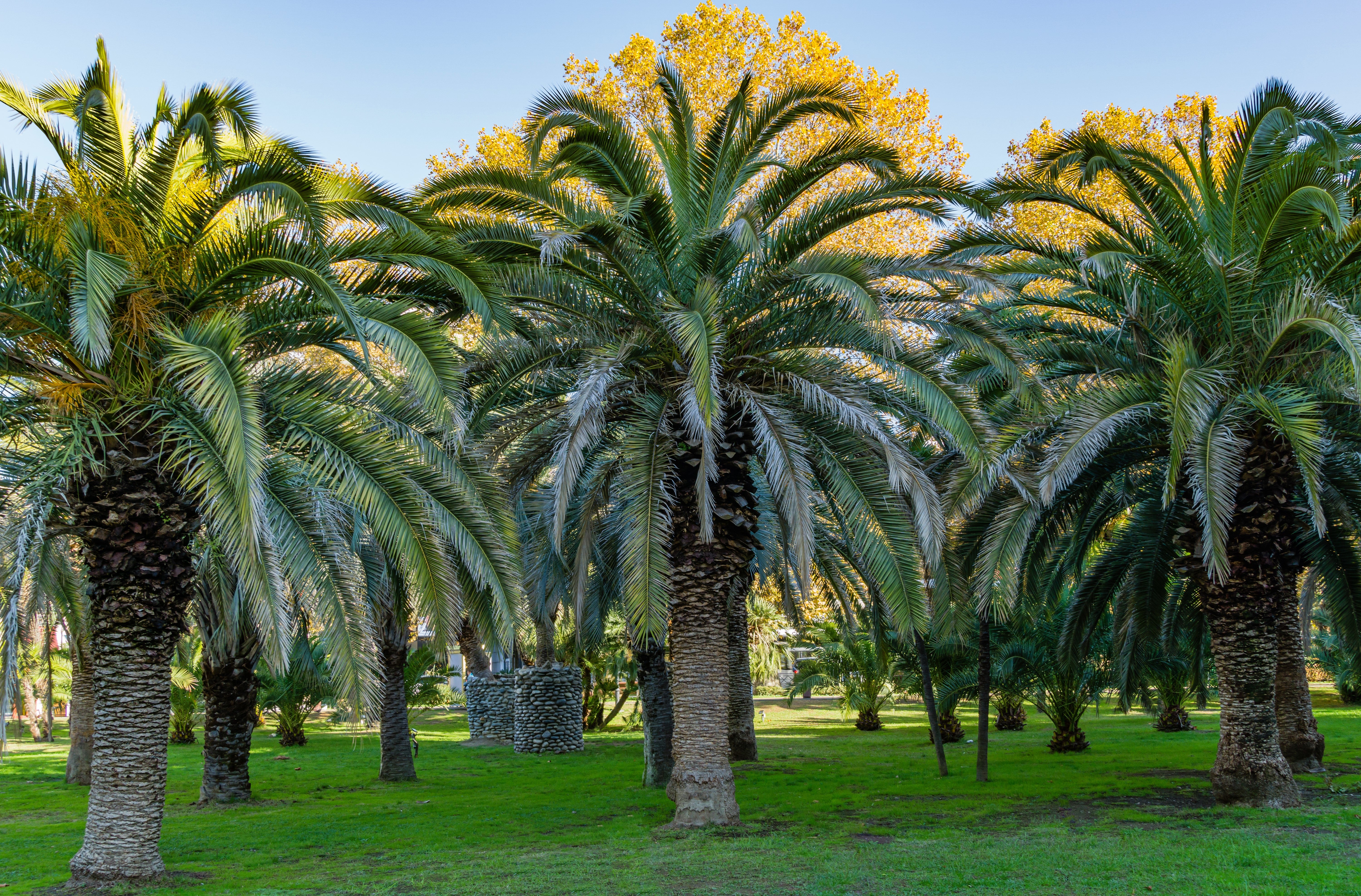 Seedville Canary Island Date Palm Seeds - Thumbnail 2