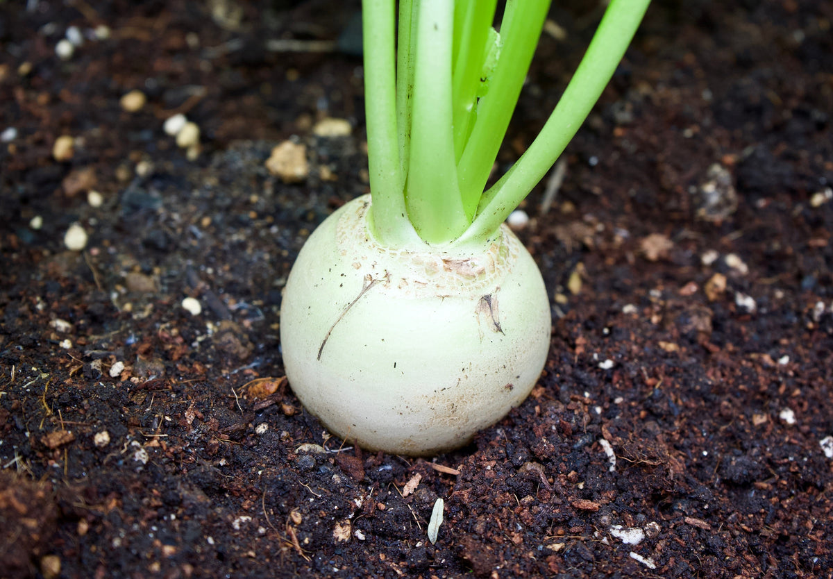 500 Hailstone WHITE GLOBE RADISH Raphanus Sativus Vegetable Seeds