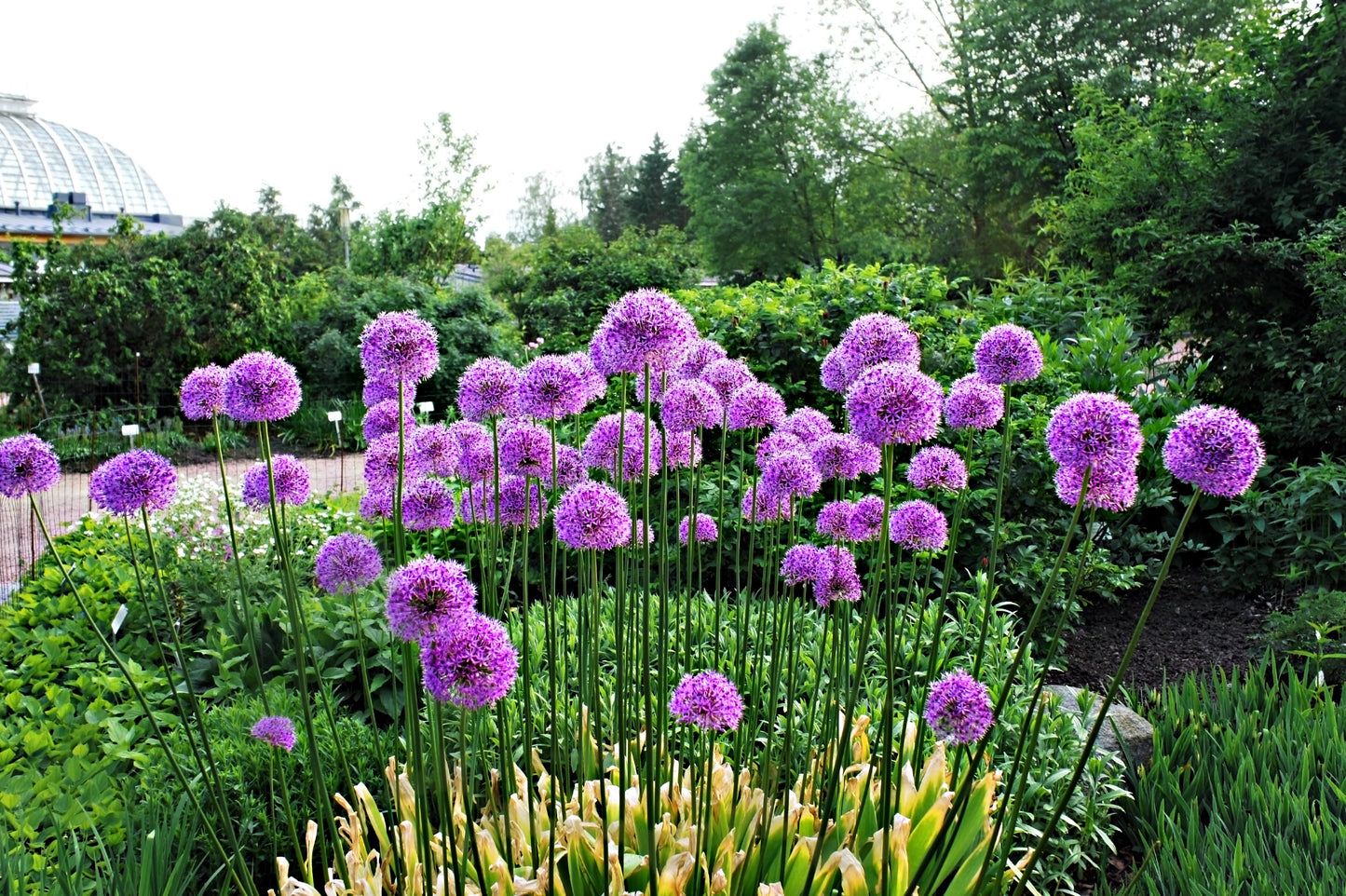 25 GIANT ALLIUM Allium Giganteum Purple Globe Flower Seeds