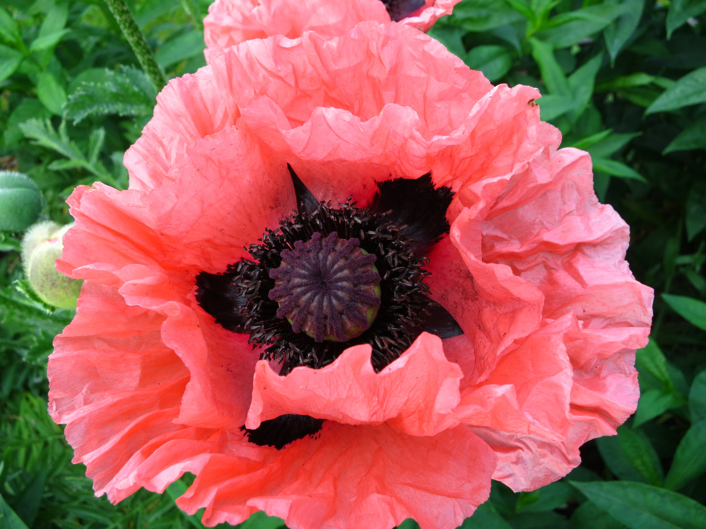 100 Princess Victoria Louise ORIENTAL POPPY Papaver Orientale Flower Seeds