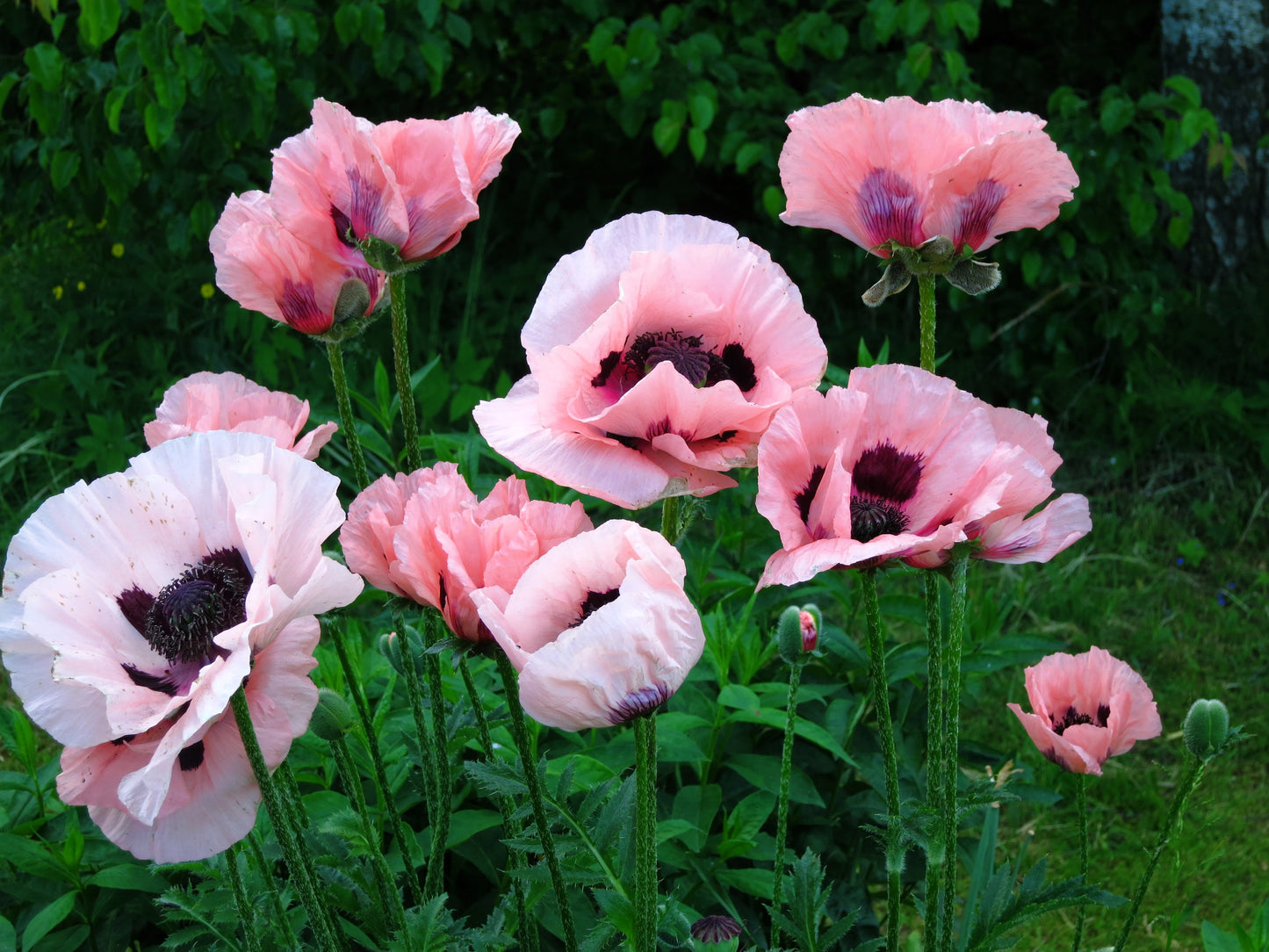 1000 MIXED Colors ORIENTAL POPPY Papaver Orientale Flower Seeds