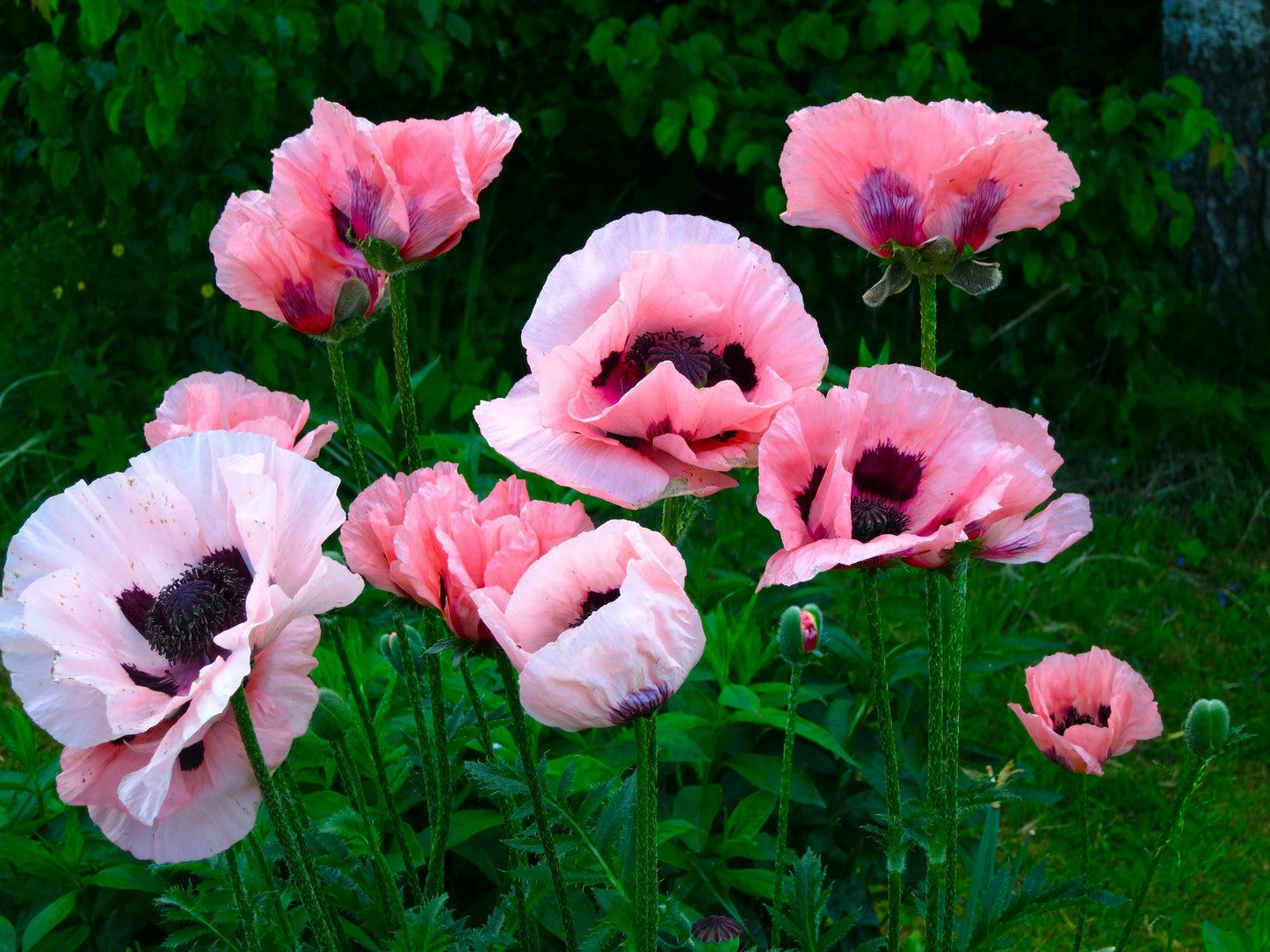 100 Princess Victoria Louise ORIENTAL POPPY Papaver Orientale Flower Seeds