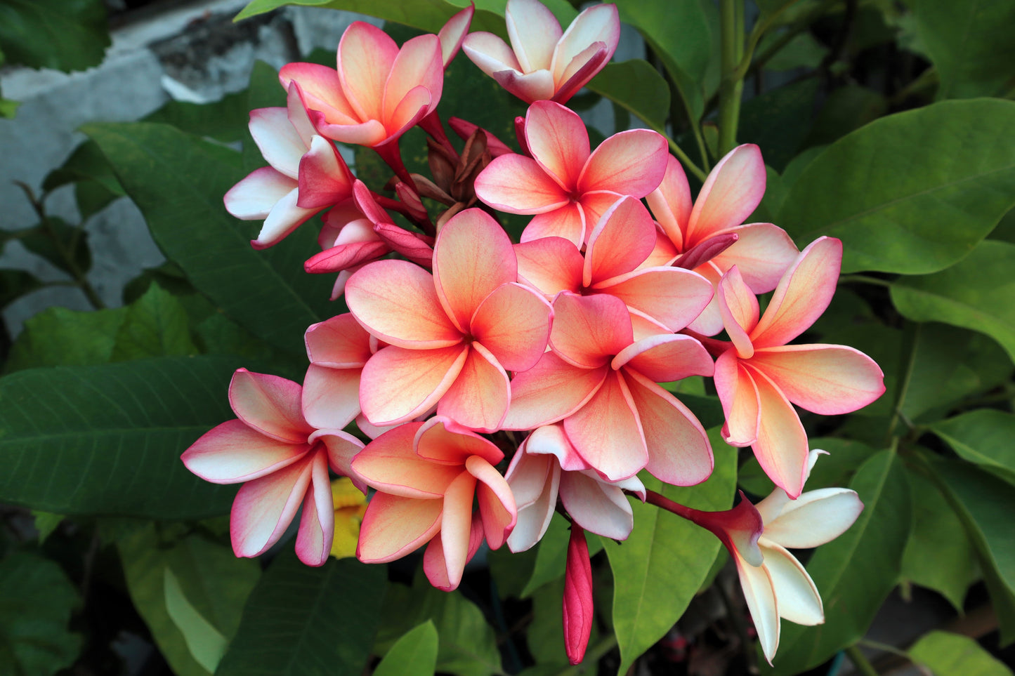 10 MIXED COLORS PLUMERIA Seeds - Lei Flower Frangipani Mix Fragrant Shrub Small Tree Pink Red Yellow White Peach Two Tone